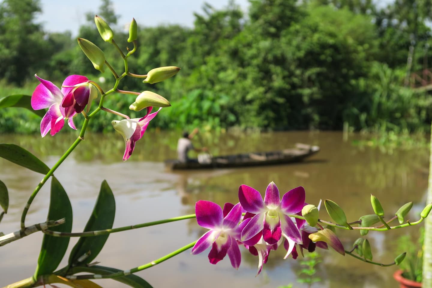 Vibrant pink orchids in the foreground, with a traditional boat floating on the tranquil waters in the background, surrounded by lush greenery.