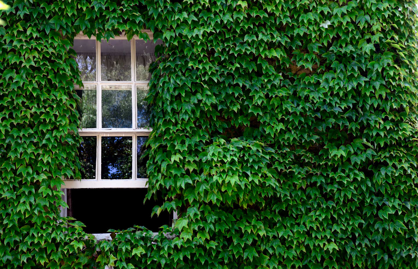 Window on leafy Cotswolds house facade