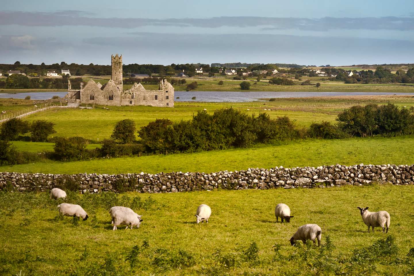 Sheeps on a green land in Ireland