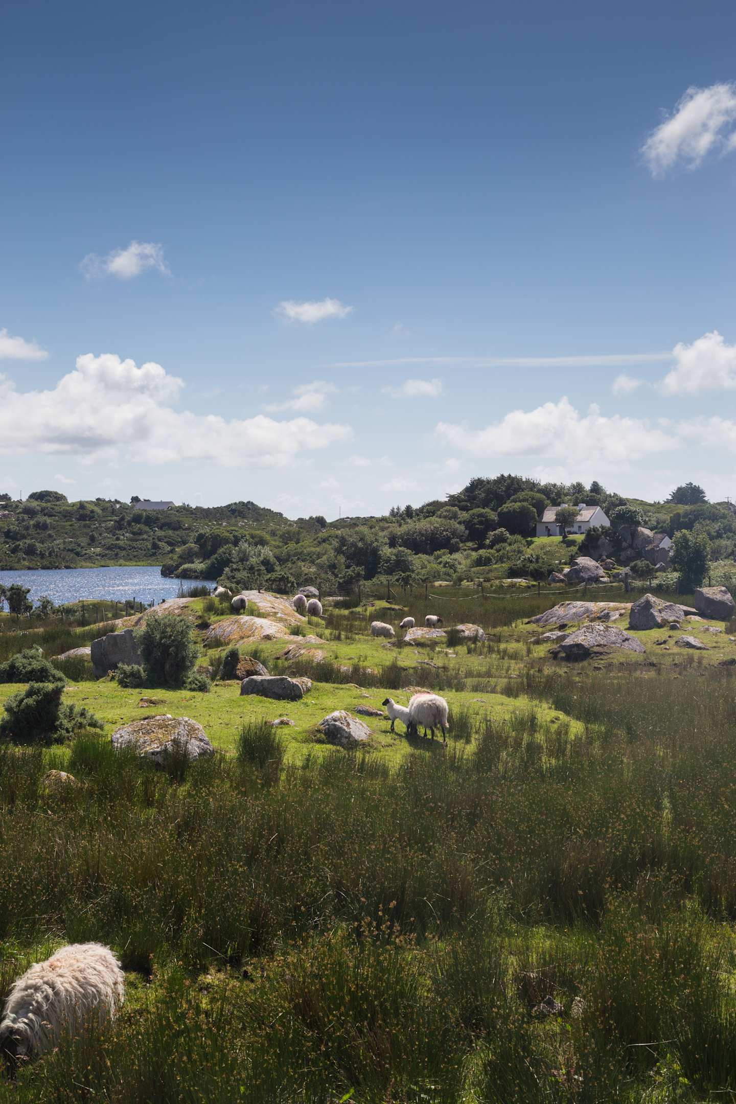 2015 IRELAND: GALWAY & CONNEMARA COAST Ireland