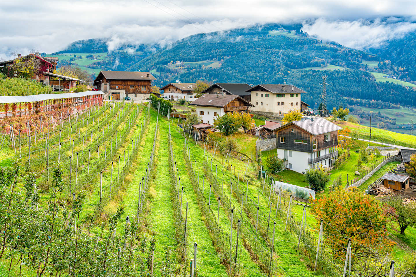 Idyllic autumn with apple field near Chiusa, Province of Bolzano, Trentino Alto Adige, Italy.