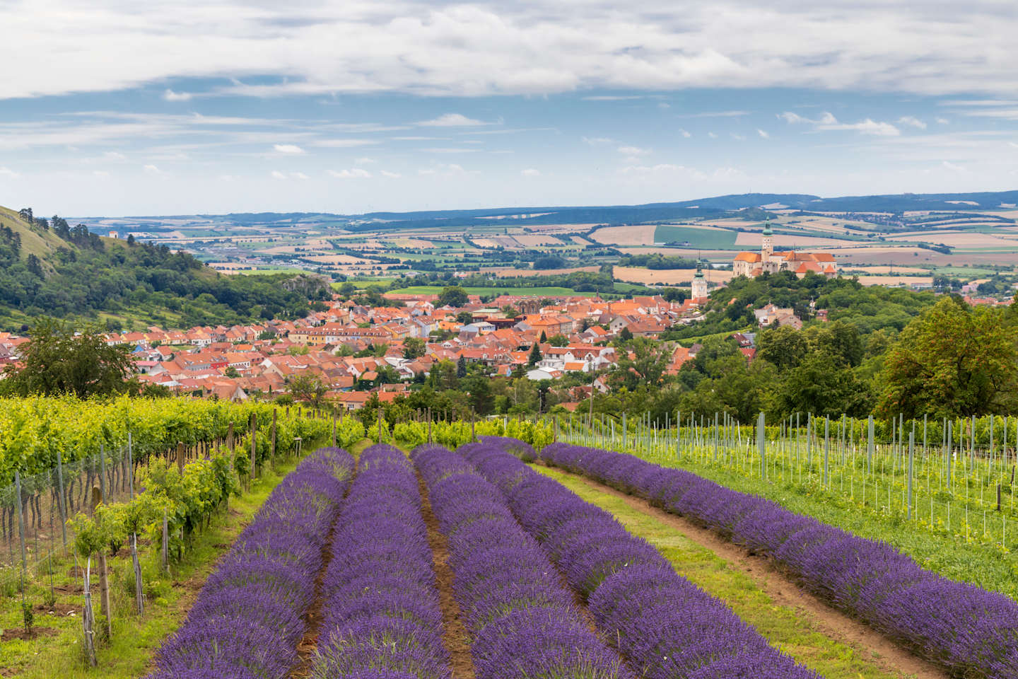 South Moravian town of Mikulov with the lavender field in Czech Republic