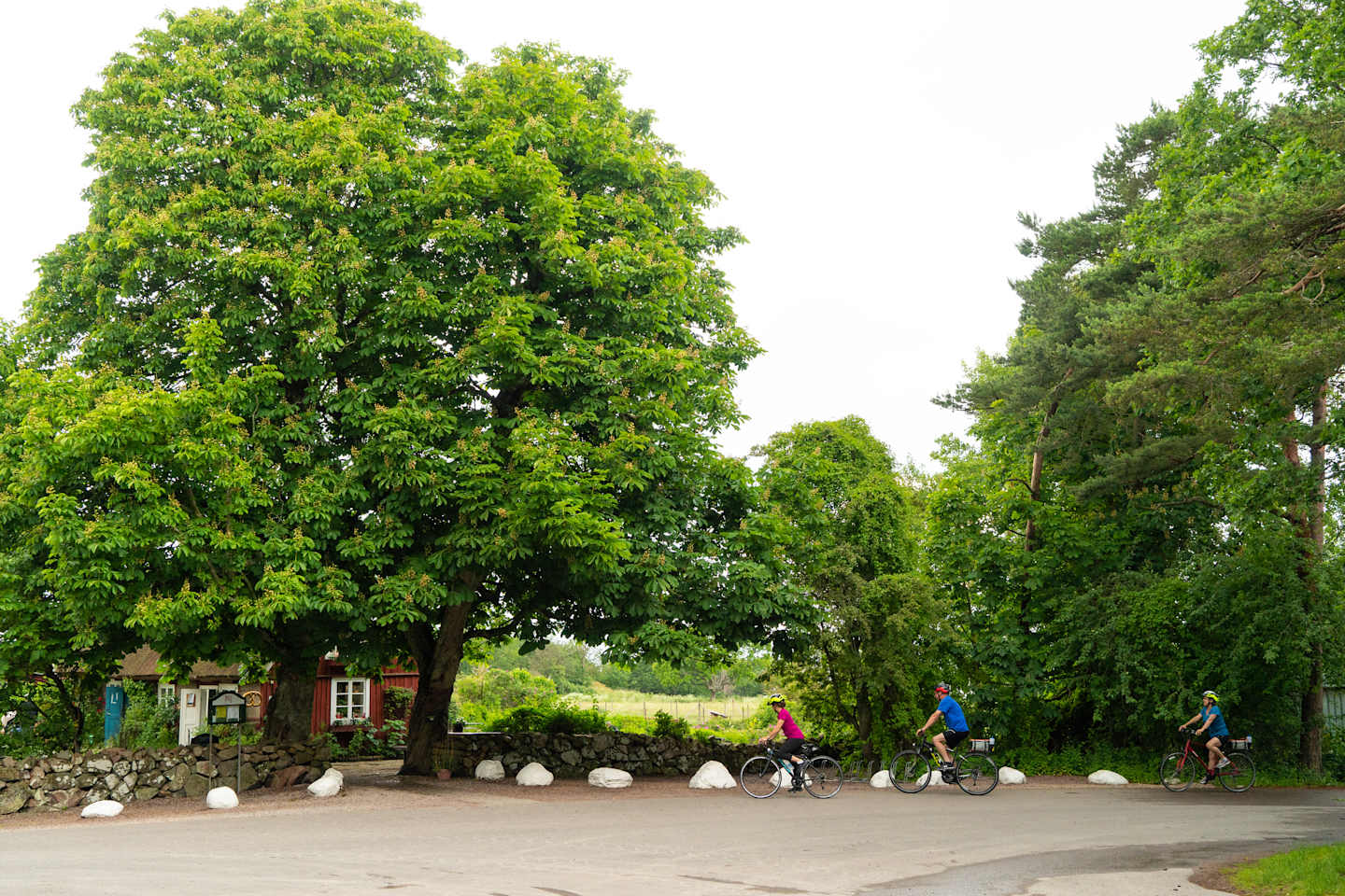 A lush, green park with tall trees lining the path, where people are seen cycling and walking amidst the serene surroundings.