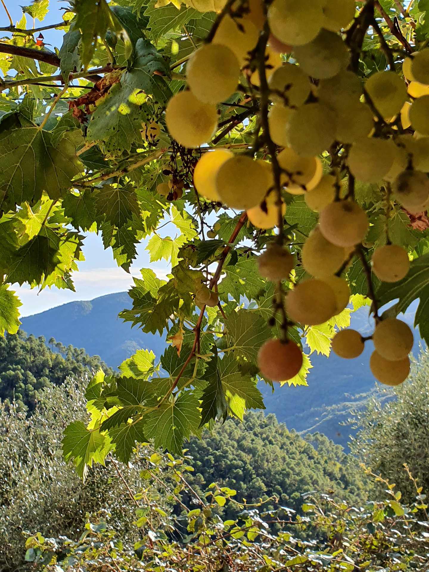 Italy: Piedmont, Langhe & the Italian Riviera Guided Bicycling Vacation
