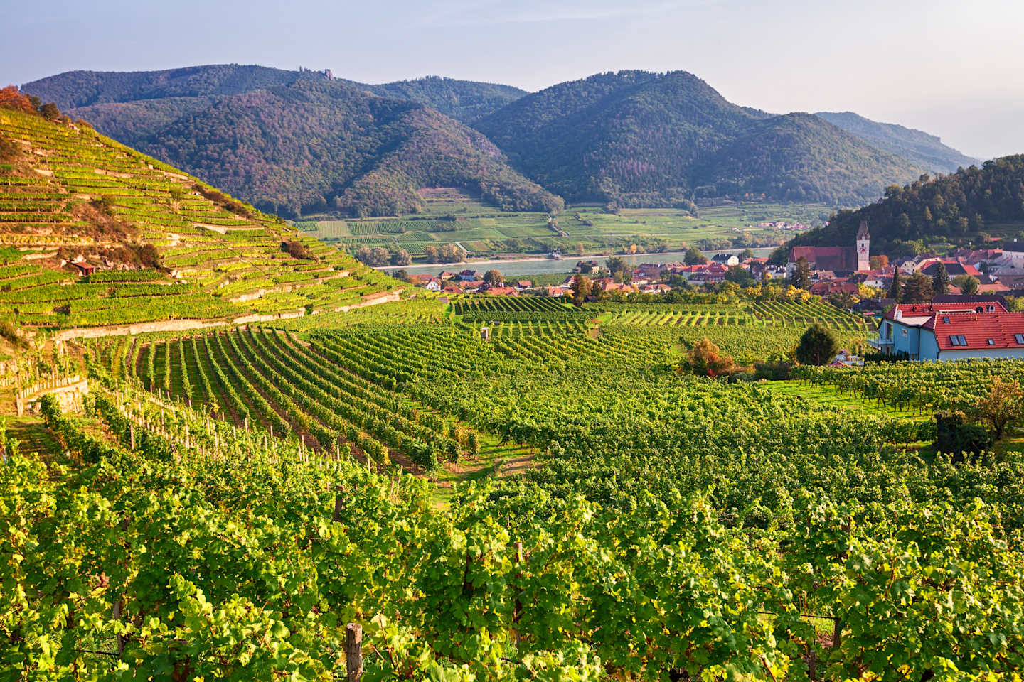 Vineyards near Spitz, Wachau valley, Austria