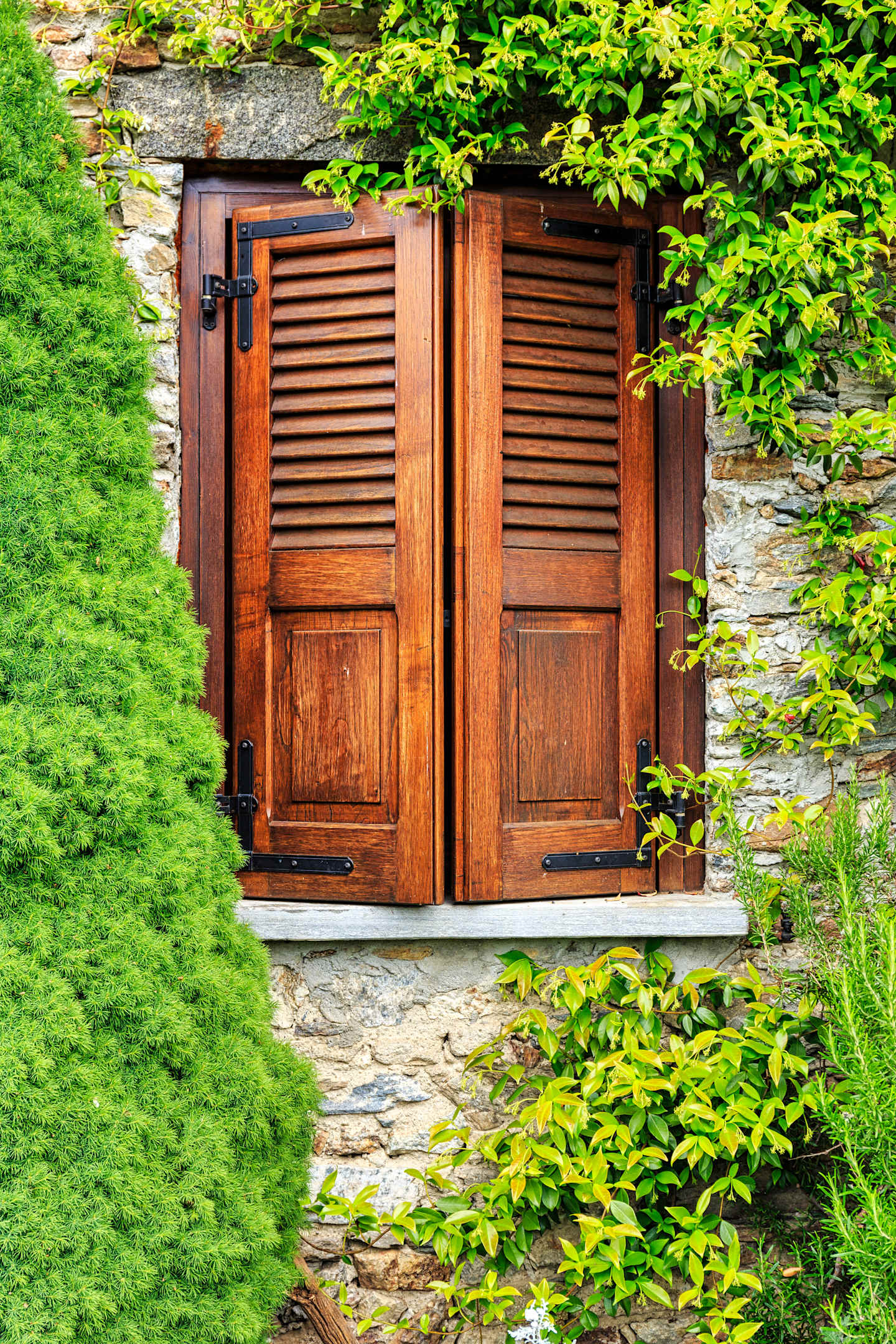 clodes windows with climbing plants on the wall