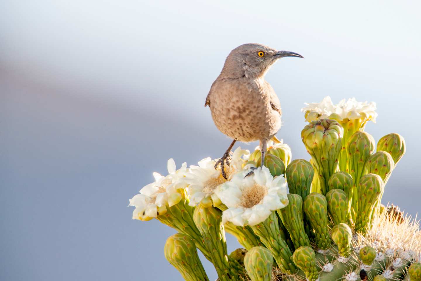 A small brown bird perches atop a cluster of white and yellow flowers against a blurred gray background.