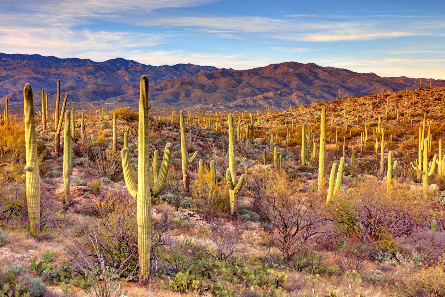 Saguaro National Park is an American national park in Pima County, southeastern Arizona