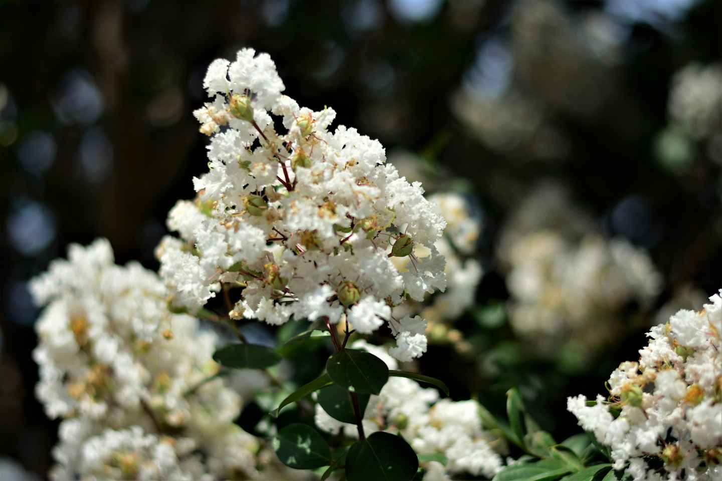 Árvore de Resedá branco (Lagerstroemia indica) repleta de flores na primavera.