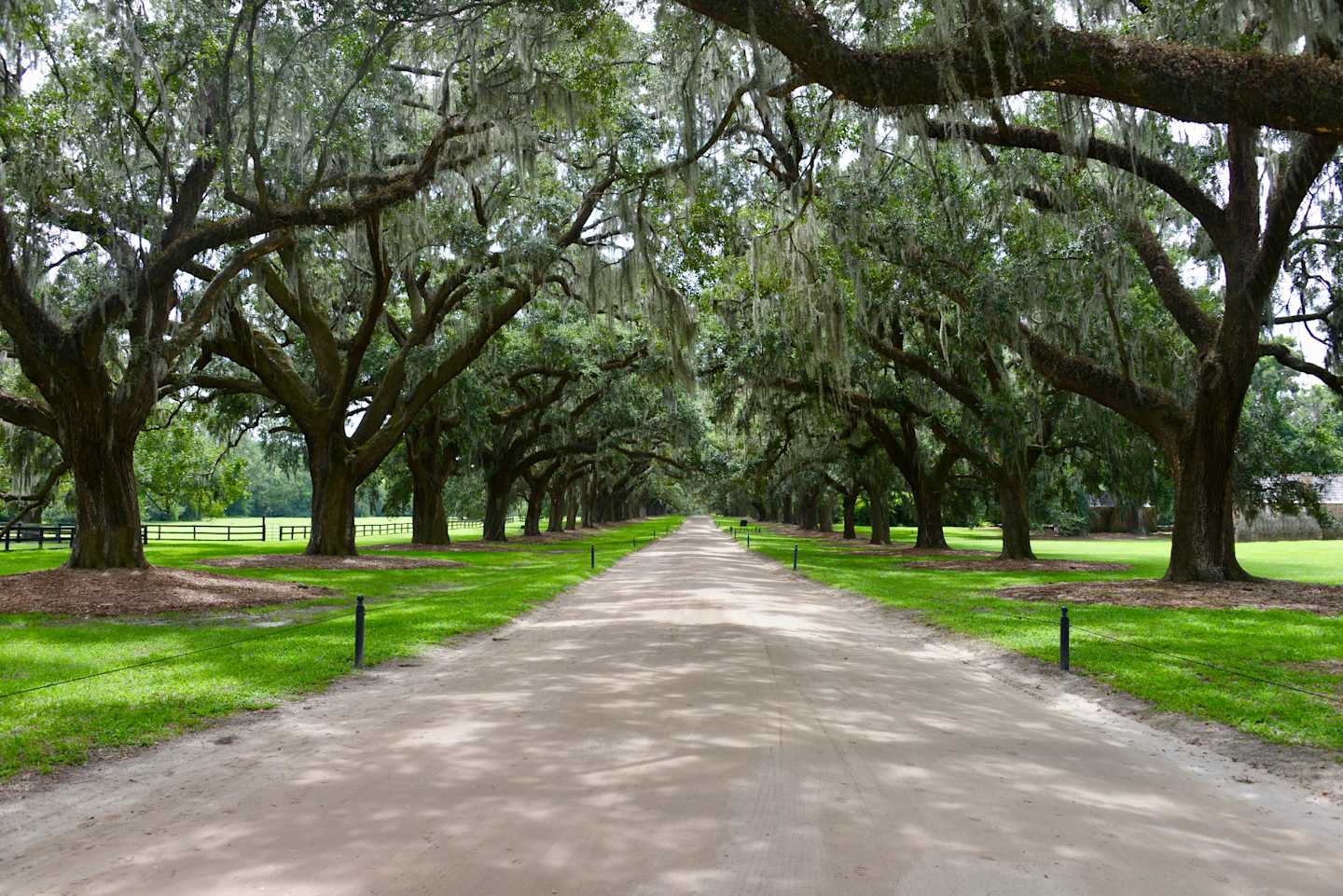 Eerie woods in the American South.