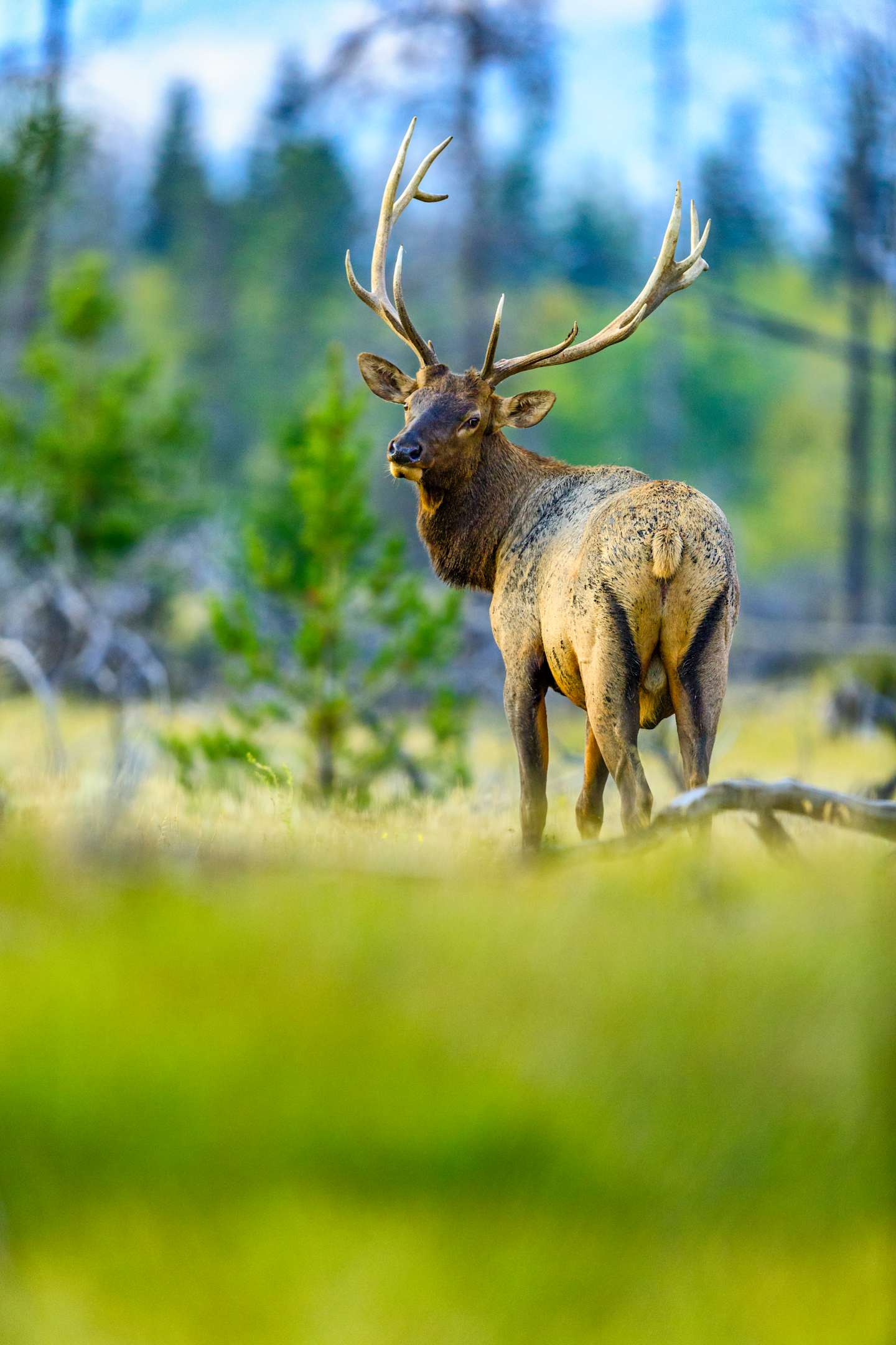 Bull elk with antler rack in Jasper National Park
