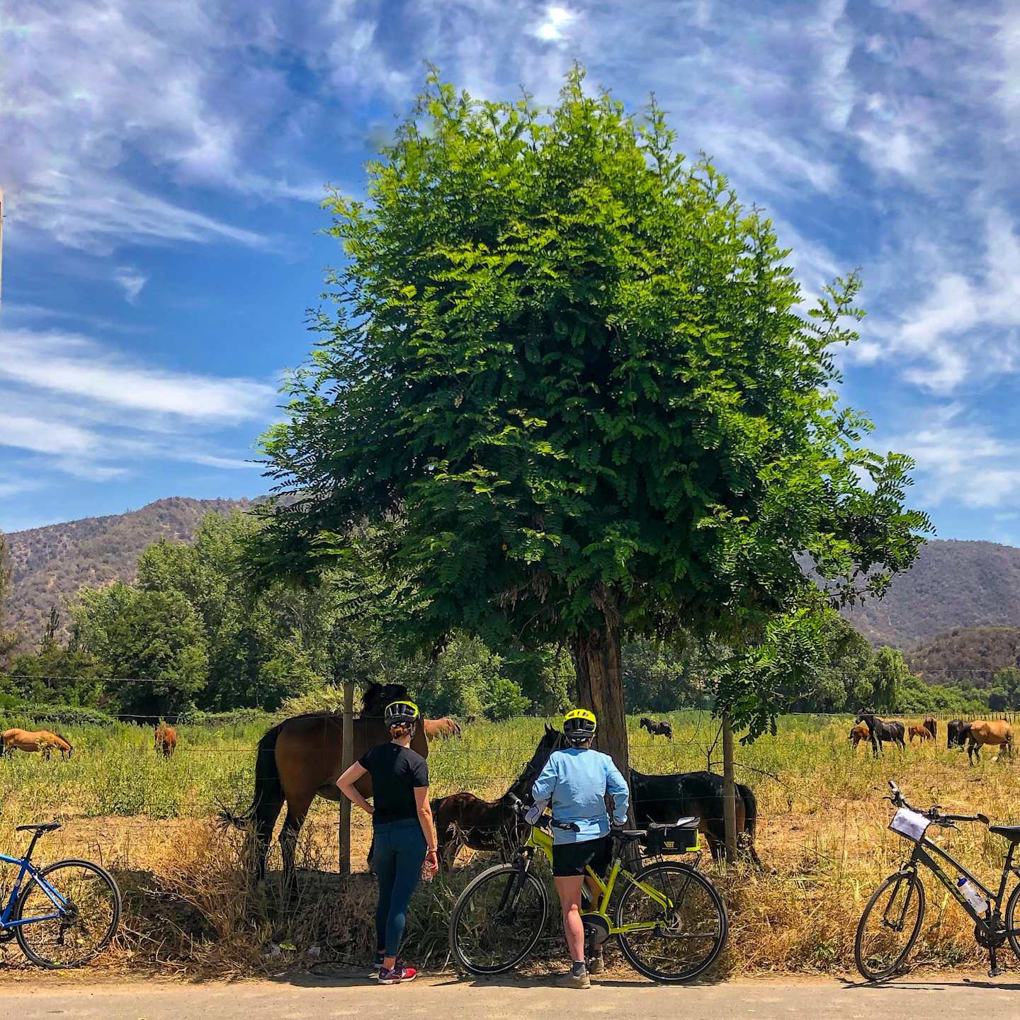 A lush green tree stands in a grassy field, with several horses grazing in the background, and two cyclists resting beside their bicycles in the foreground.