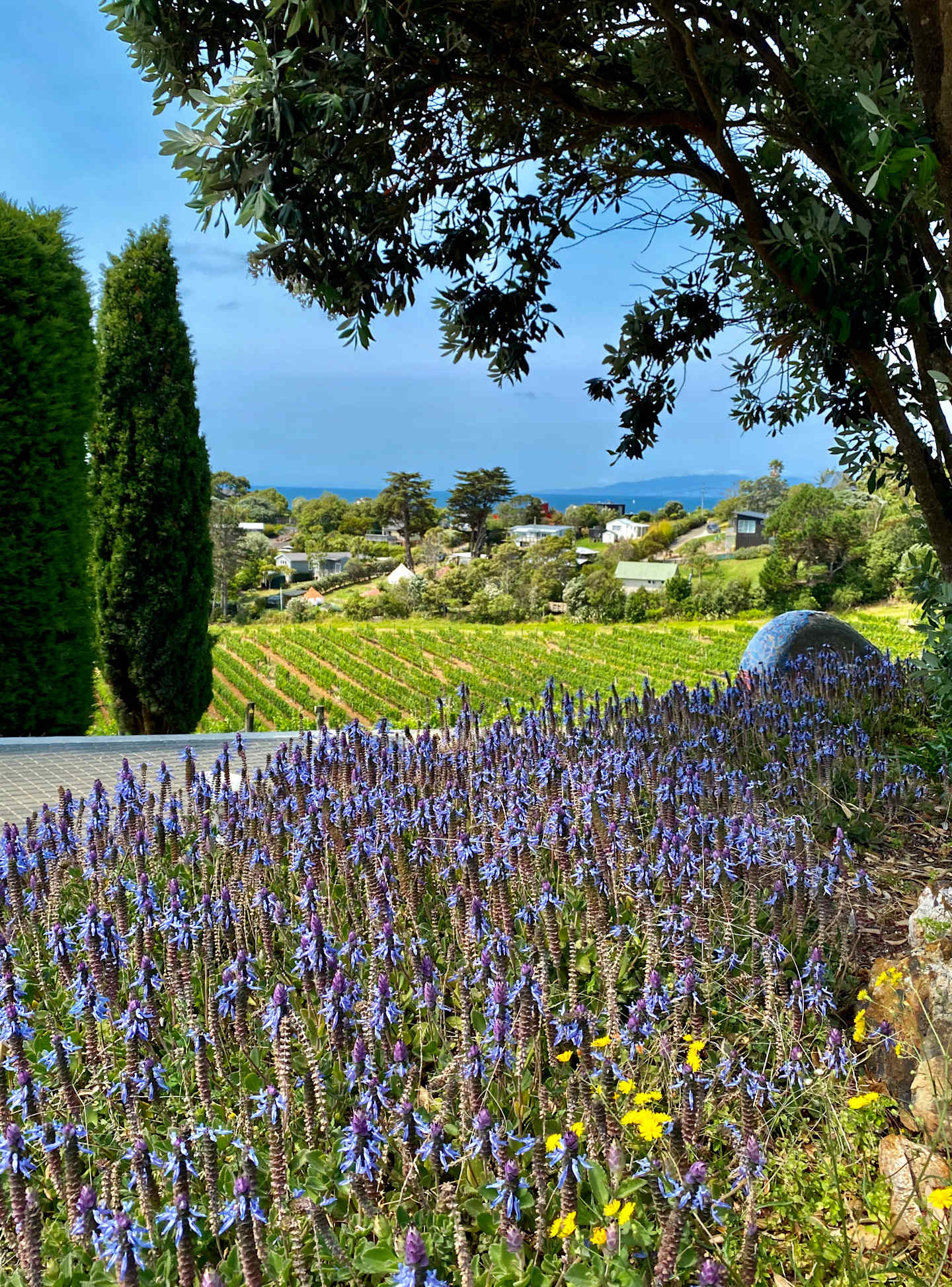 Vineyards of Waiheke Island in New Zealand. Superb view of Onetangi.