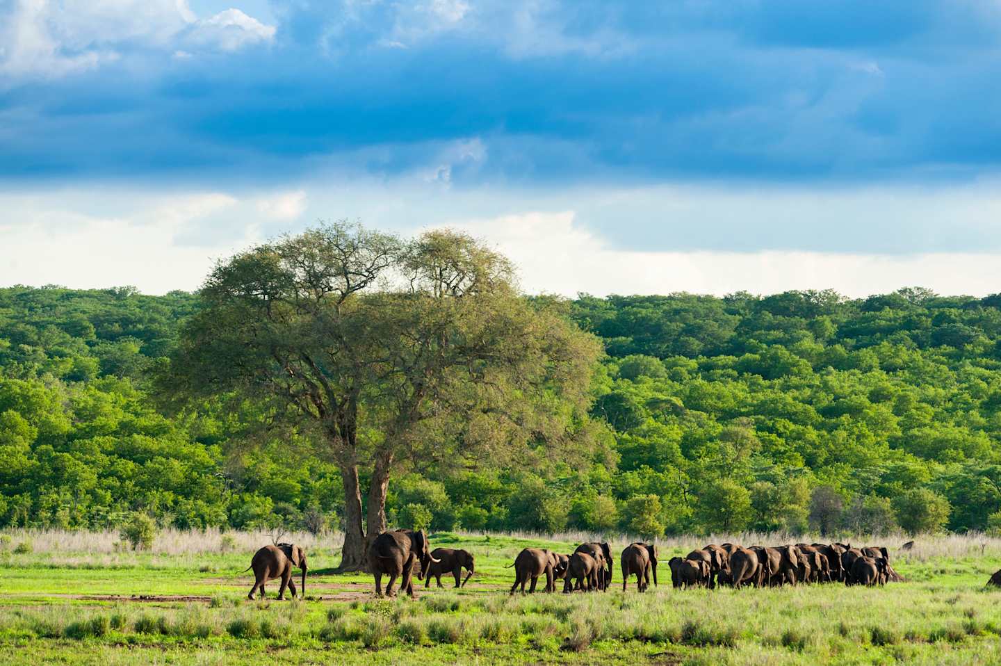 A herd of horses grazing in a lush, green meadow surrounded by a dense forest under a cloudy blue sky.