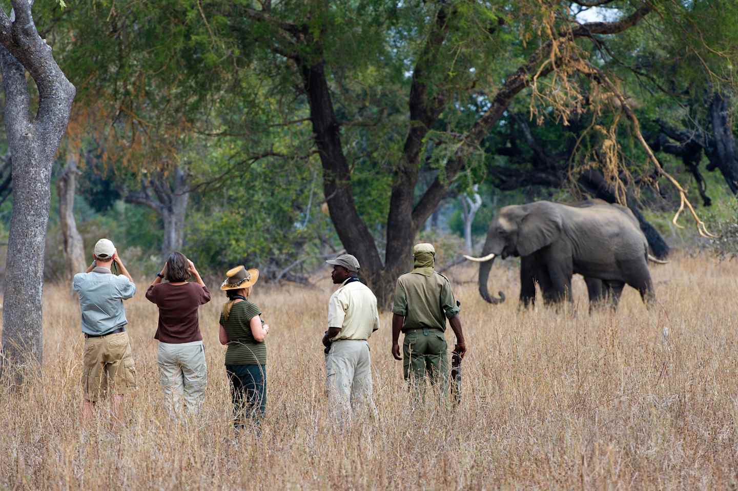 A group of people in safari attire stand in a grassy field, observing a large elephant in the background among the trees.