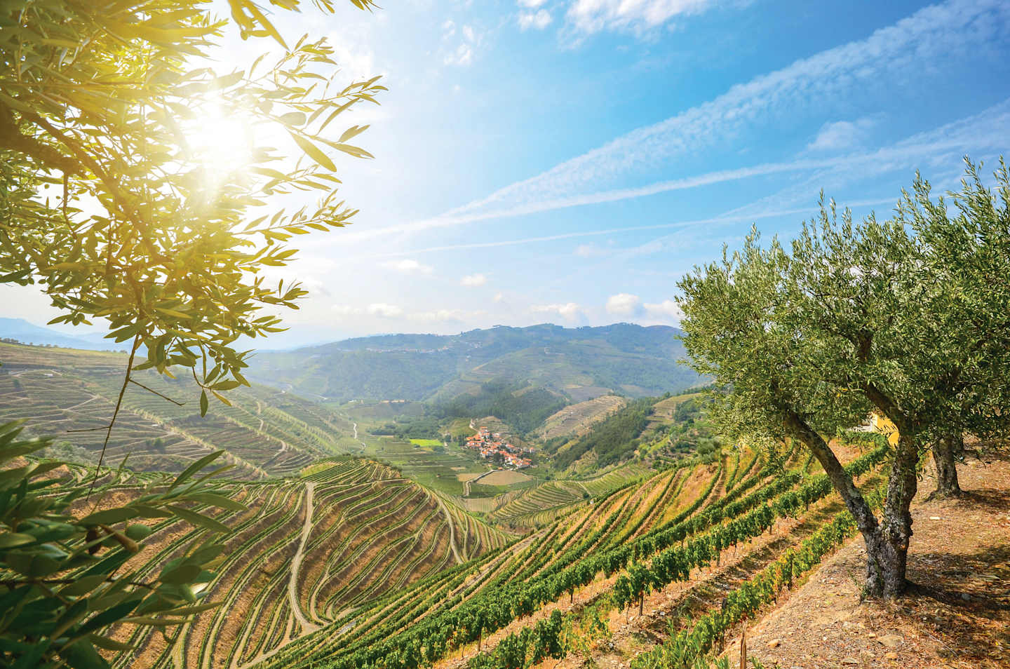 Lush olive trees frame a picturesque landscape of rolling vineyards and distant mountains under a bright, sun-dappled sky.
