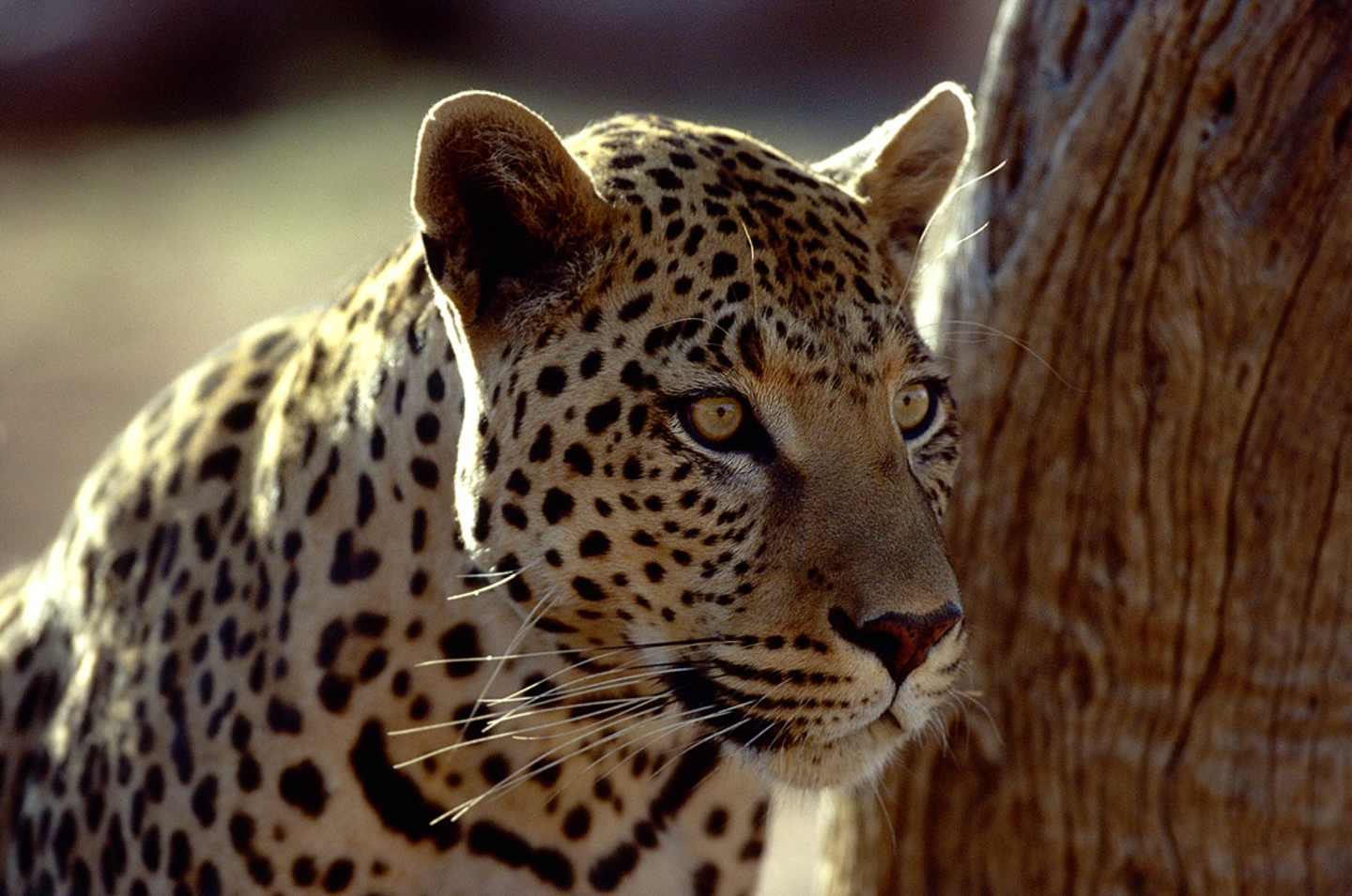 A close-up portrait of a leopard's face, with its distinctive spotted fur and intense gaze, set against a blurred natural background.