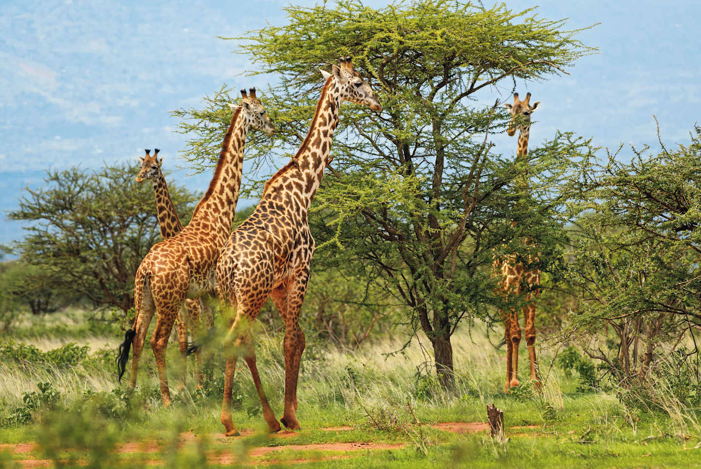 A group of majestic giraffes standing amidst lush greenery, with a blue sky and scattered trees in the background.