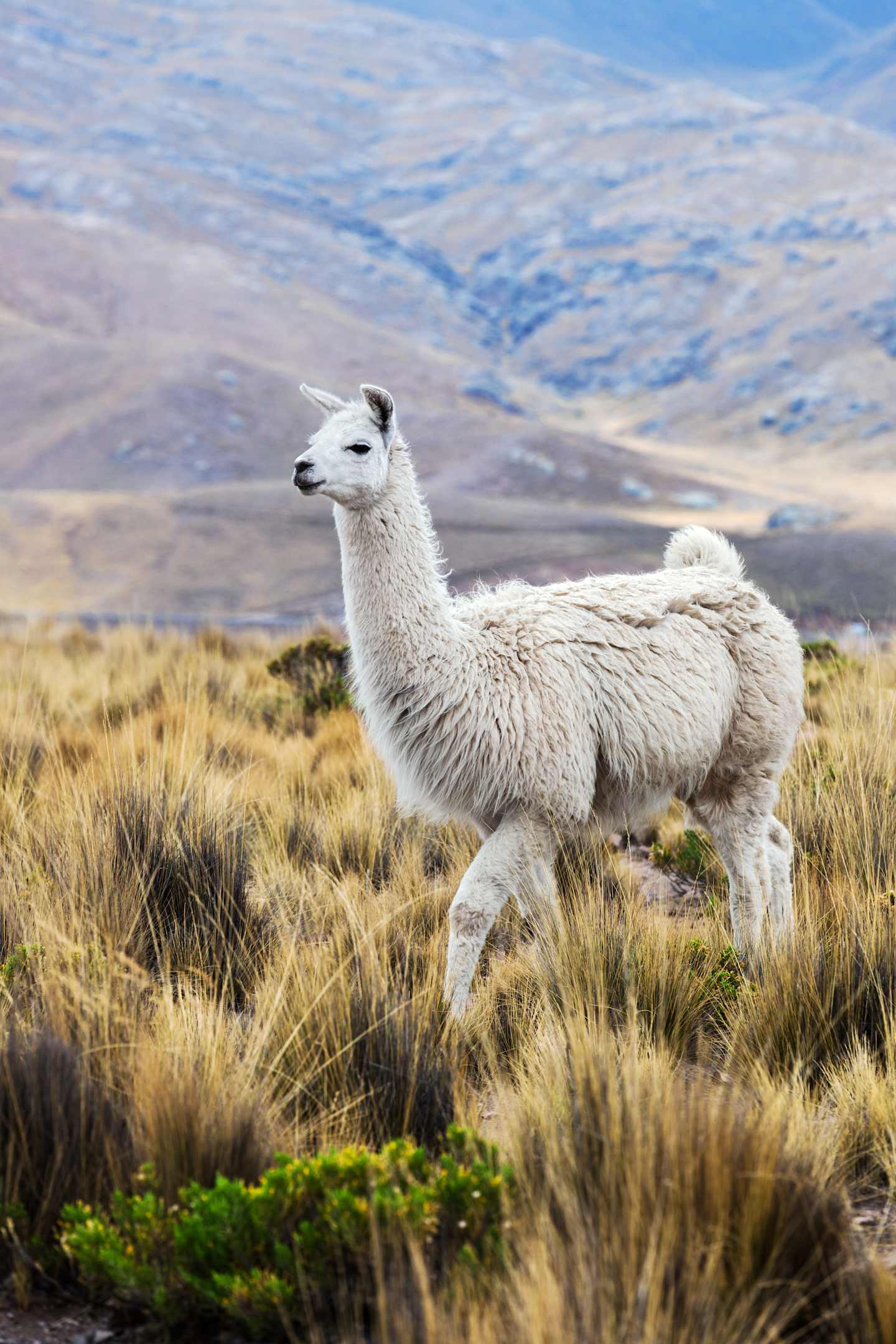 A fluffy white llama stands in a grassy field, with a mountainous landscape and blue sky visible in the background.