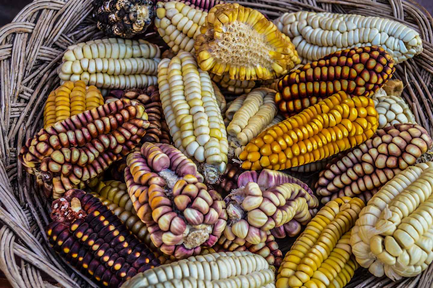 A woven basket filled with a vibrant assortment of multicolored corn cobs, showcasing the diverse hues and textures of this agricultural bounty.