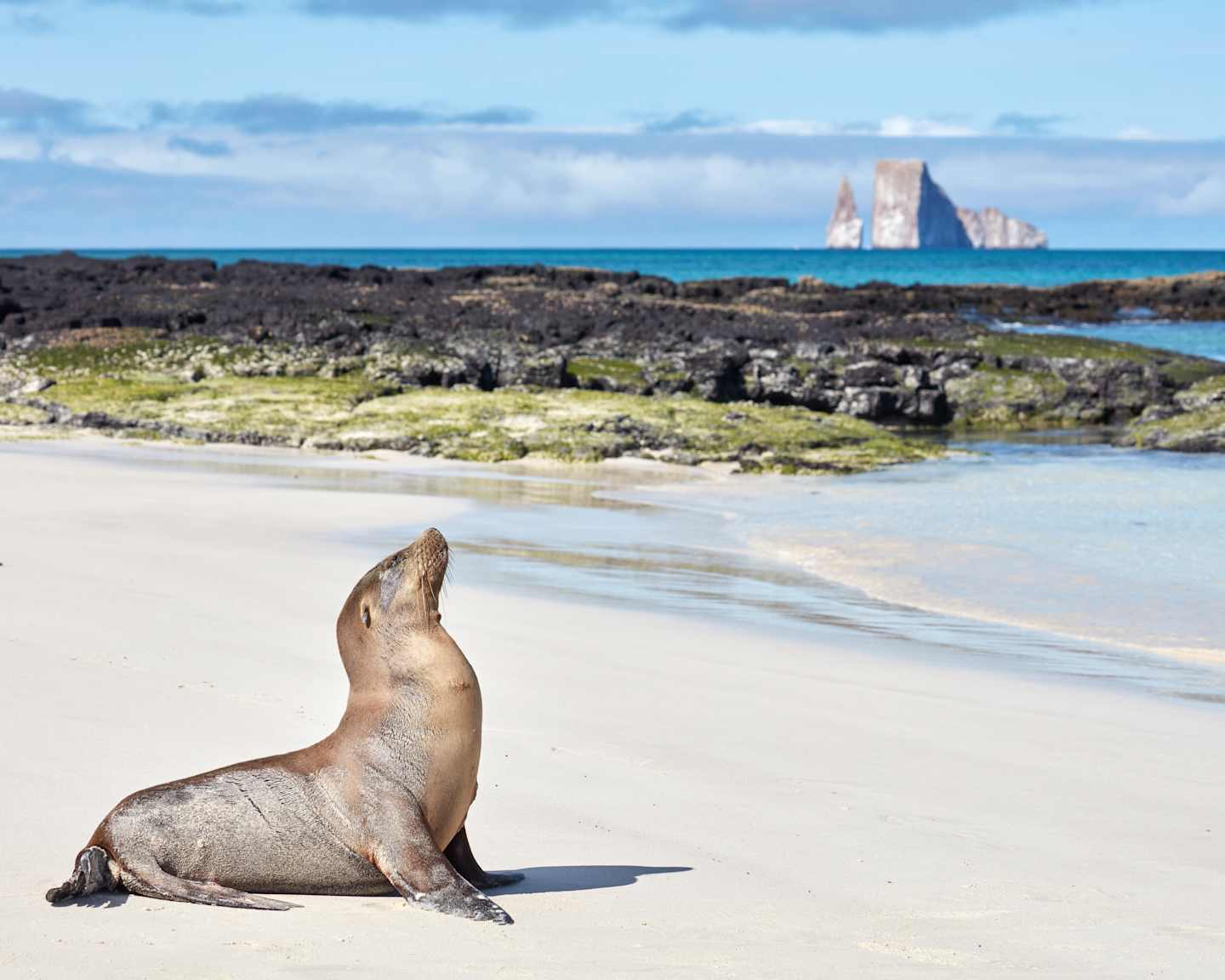 A sea lion rests on the sandy beach, with a dramatic rocky coastline and distant islands visible in the background.