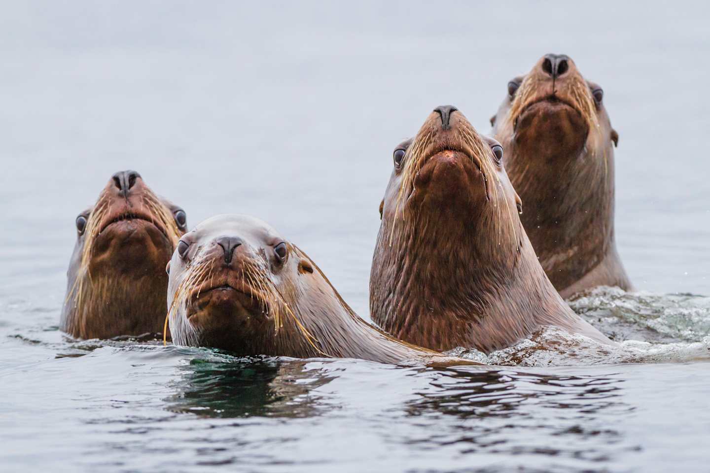 A group of sea lions or walruses with their heads above the water, surrounded by a calm, gray-blue ocean.