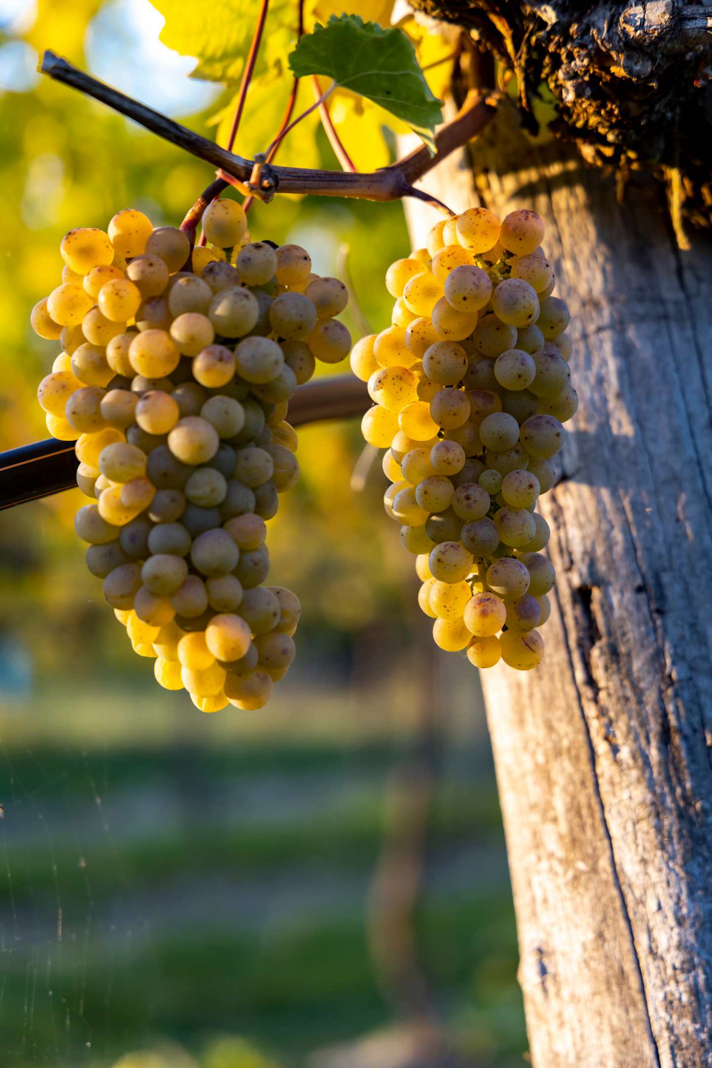Clusters of plump, golden-yellow grapes hang from a vine, set against a backdrop of lush greenery and a blurred, sunlit landscape.
