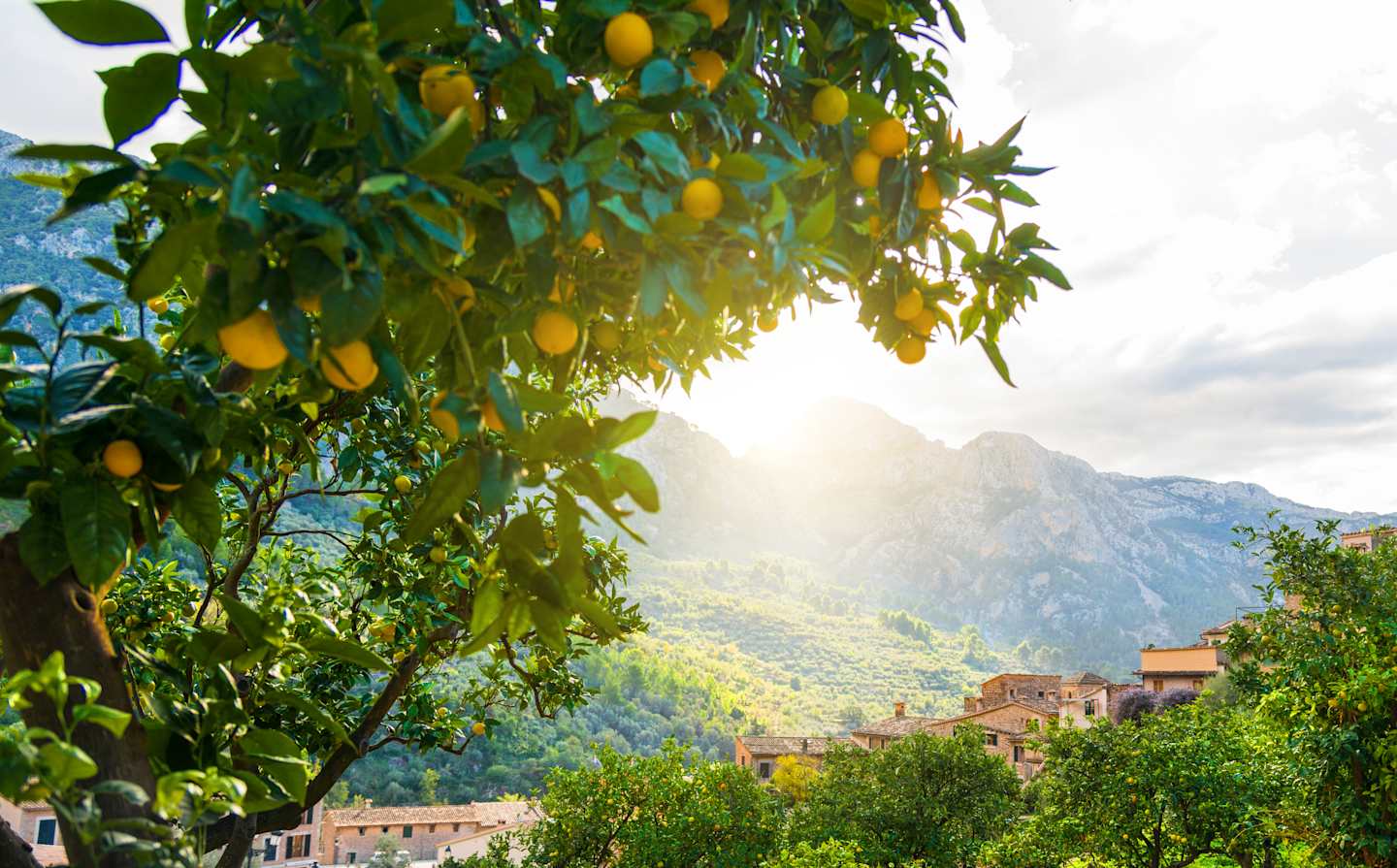 Lush green foliage with vibrant yellow lemons hanging from the branches, framing a picturesque mountain landscape in the background.