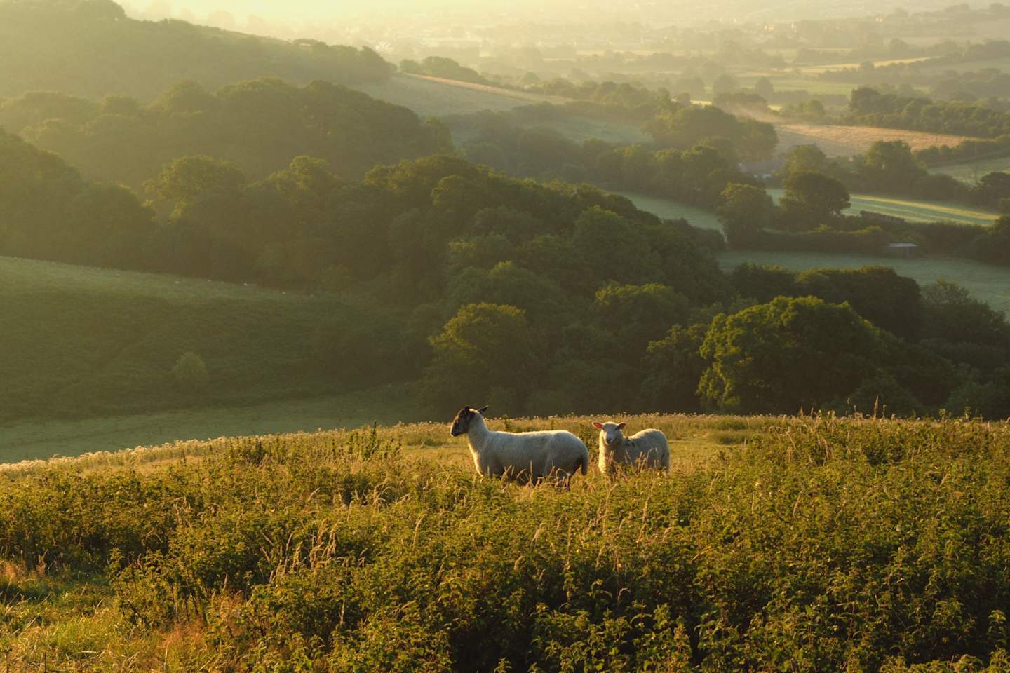 The image depicts a serene pastoral scene, with two sheep grazing in a lush, golden field against the backdrop of rolling hills and a hazy, sunlit landscape.