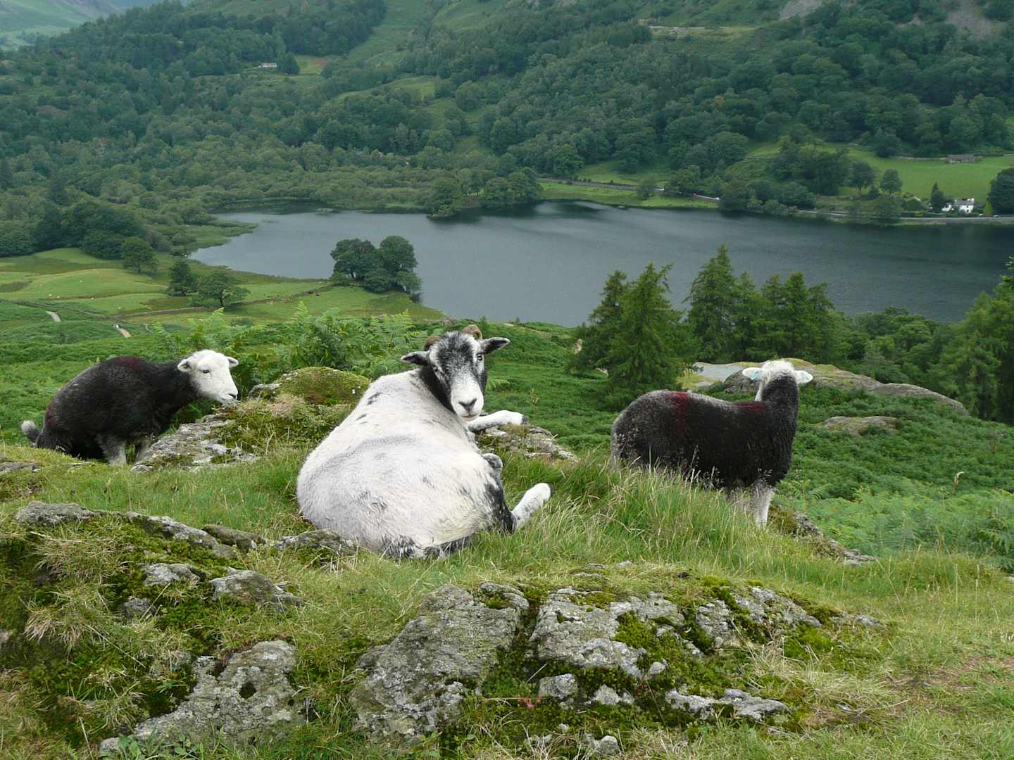 A group of sheep grazing on a grassy hillside overlooking a serene lake surrounded by lush, forested mountains in the background.