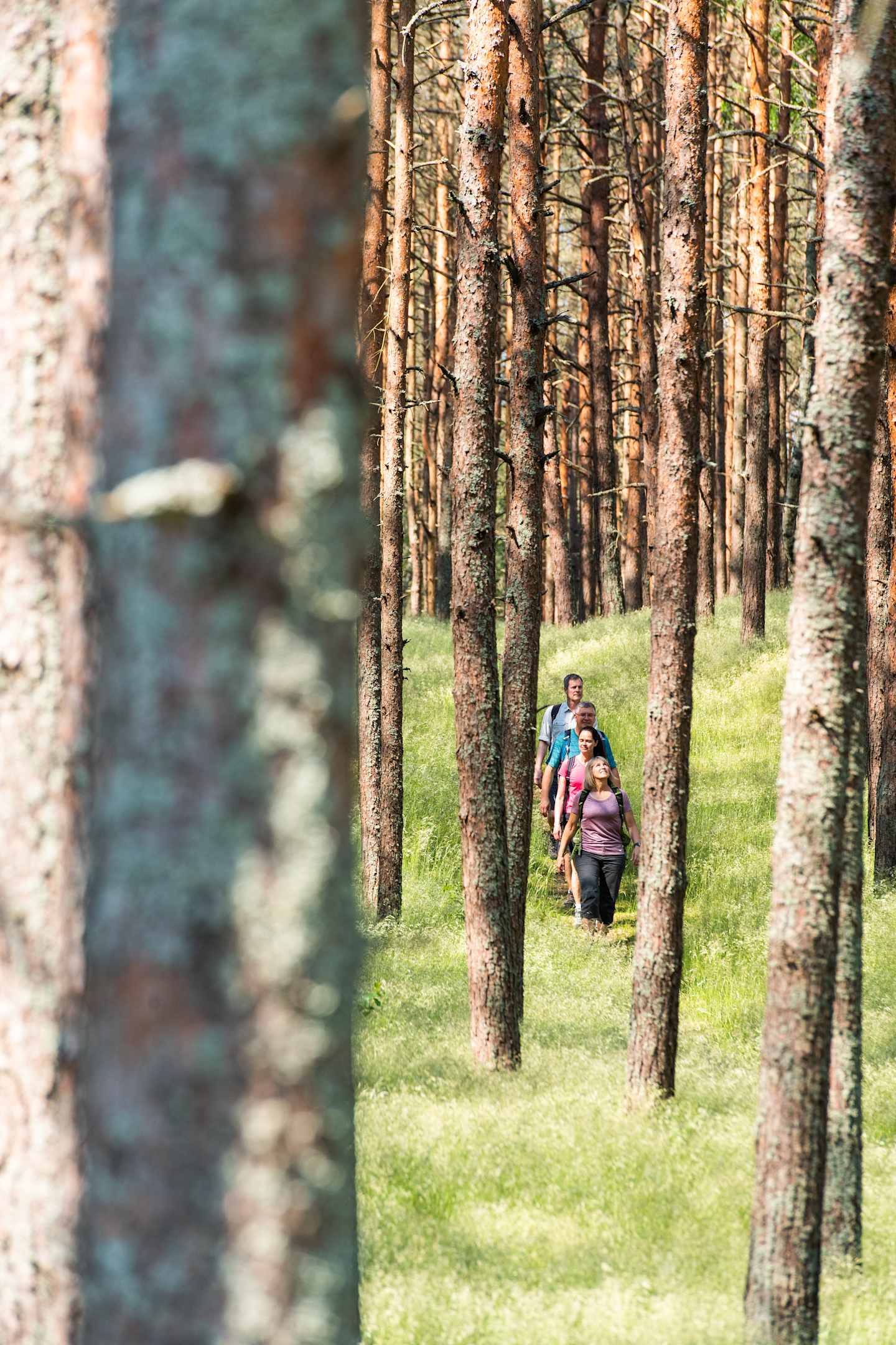 A person wearing a backpack walks along a grassy path through a dense forest of tall pine trees.