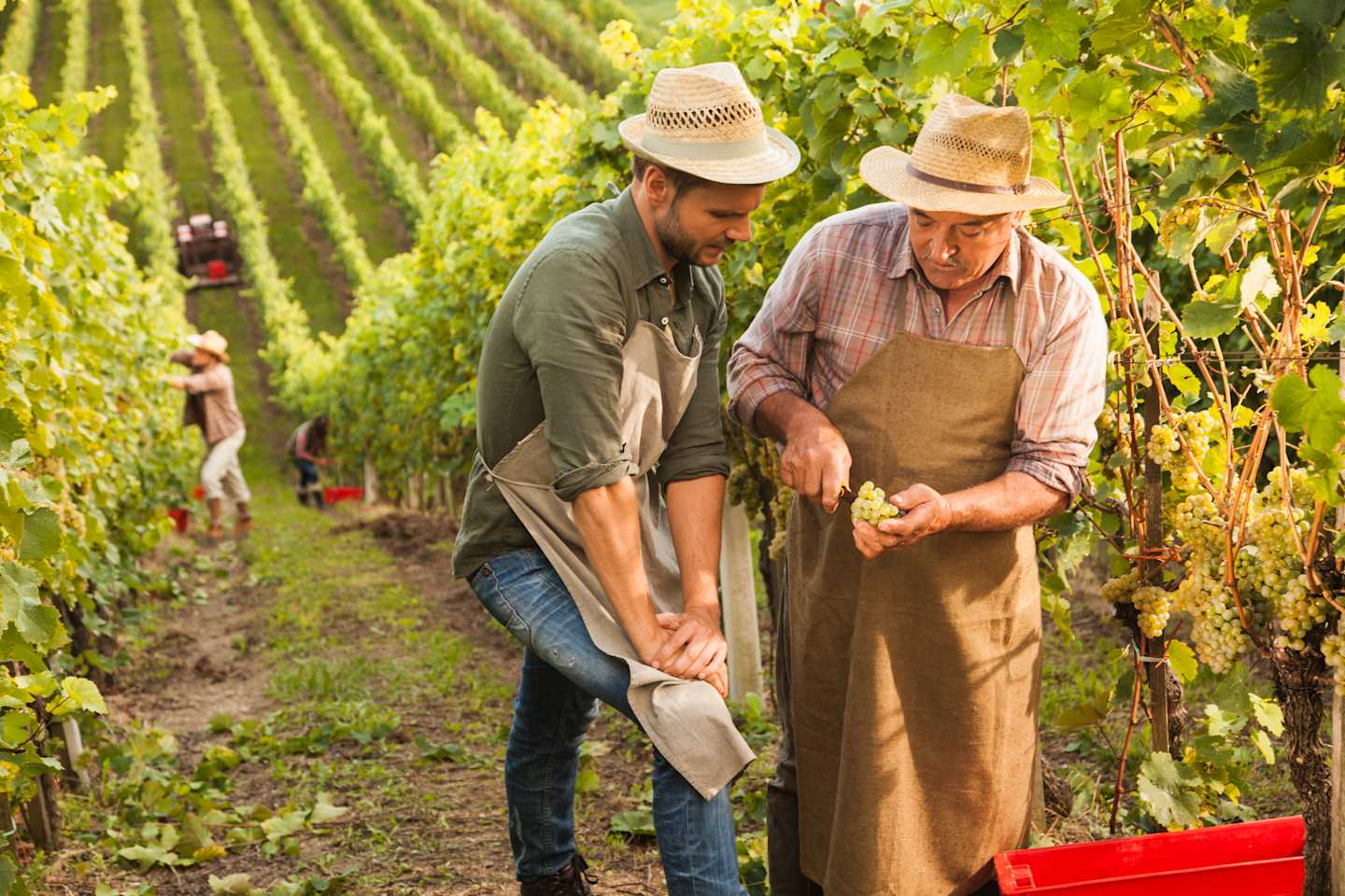 Two men in casual attire and hats are working together in a vineyard, surrounded by rows of lush green vines.