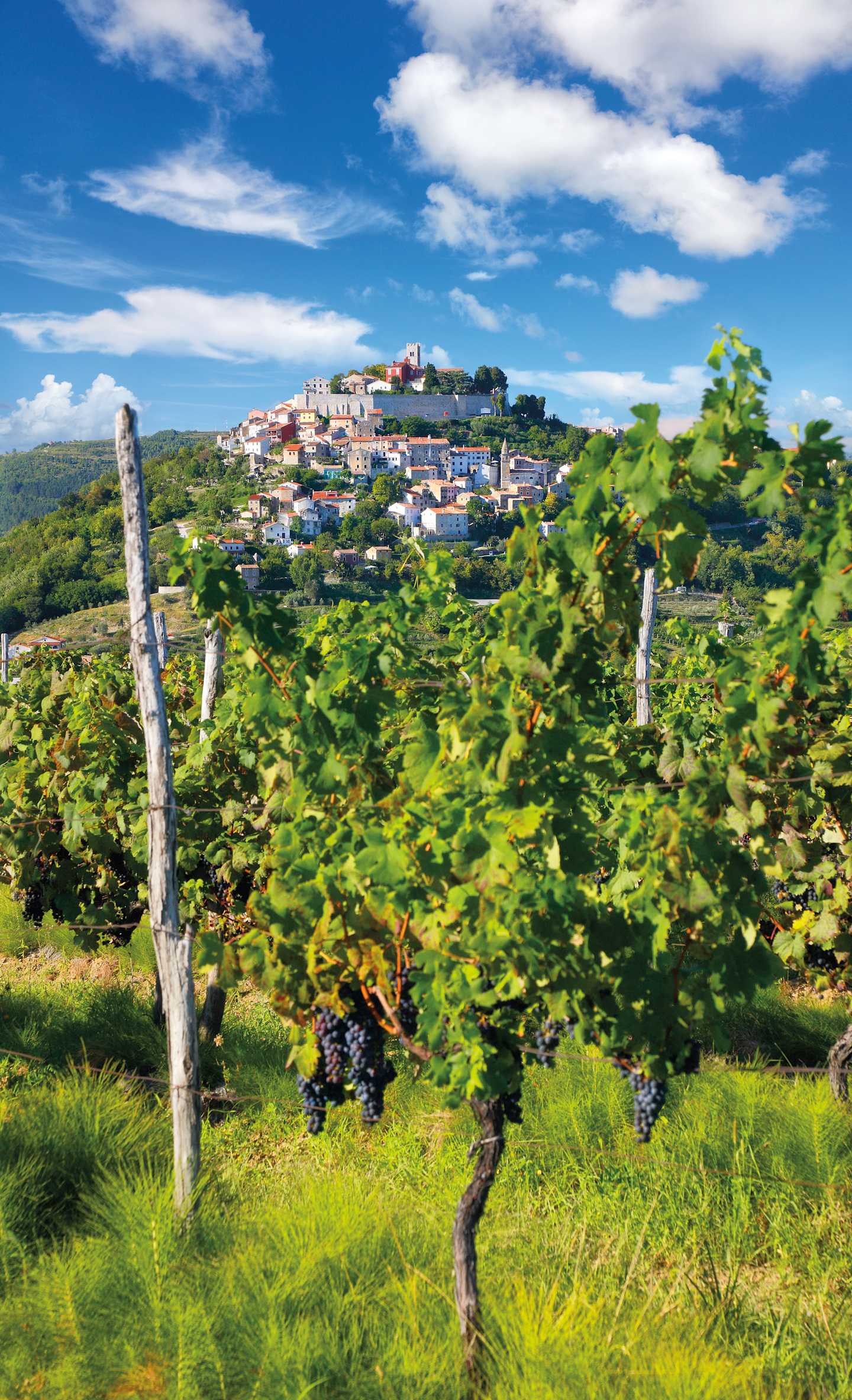 A lush, green vineyard in the foreground with a picturesque village nestled on a hillside in the background, set against a vibrant blue sky dotted with fluffy white clouds.