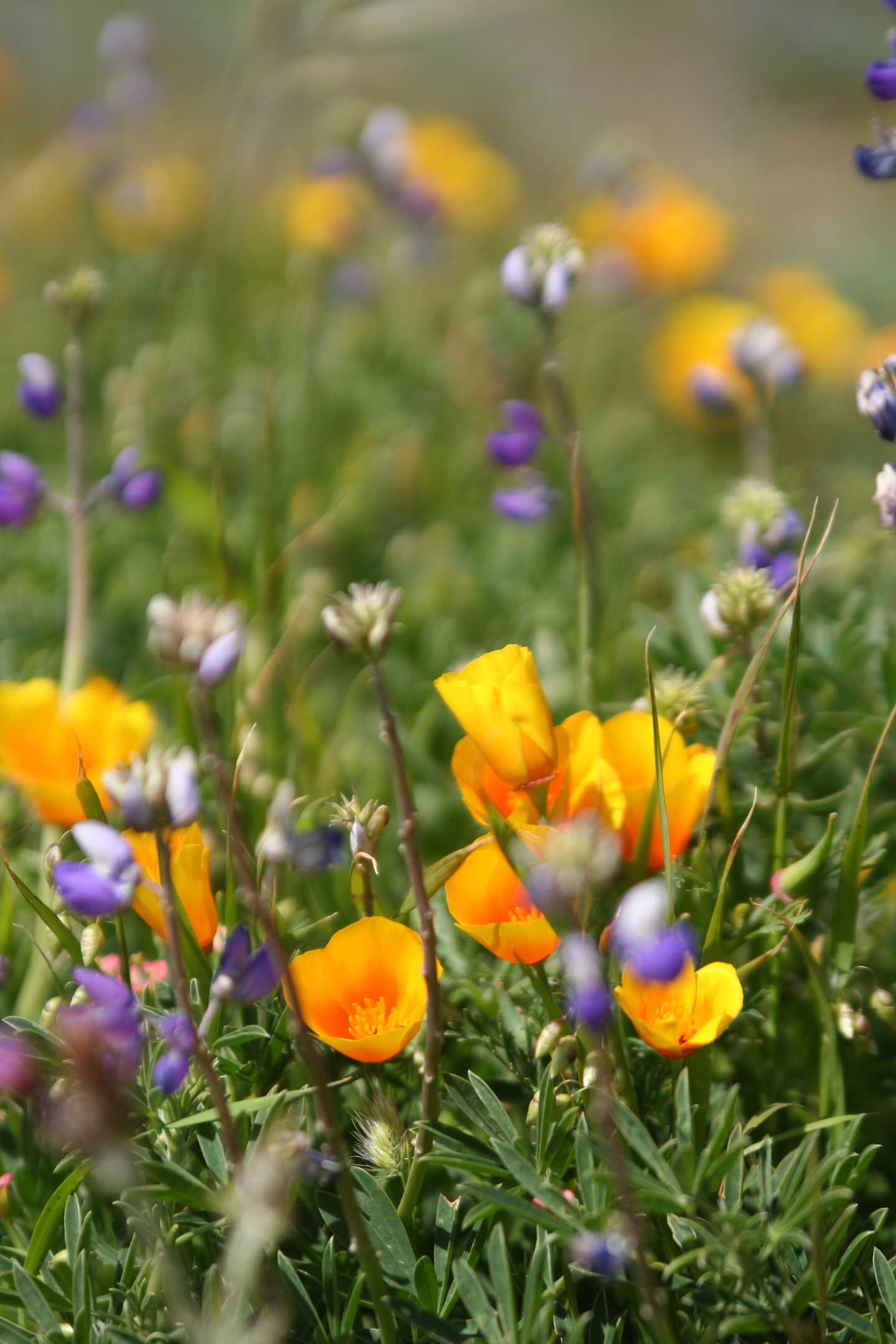 A vibrant garden filled with a variety of colorful wildflowers, including yellow poppies, purple blooms, and lush green foliage, creating a serene and natural setting.