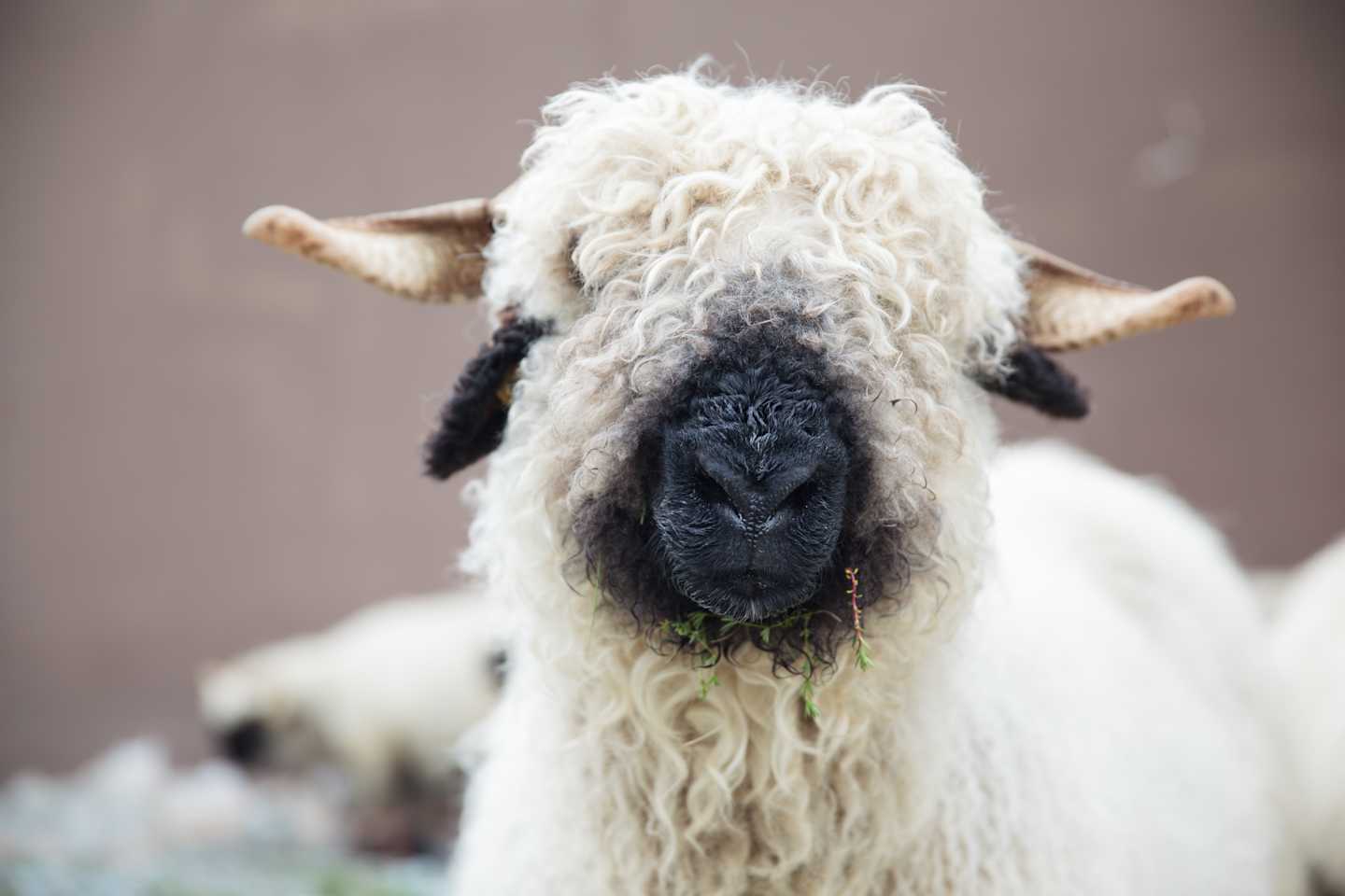 A close-up view of a fluffy, white sheep with a black face and horns, set against a blurred, neutral-toned background.