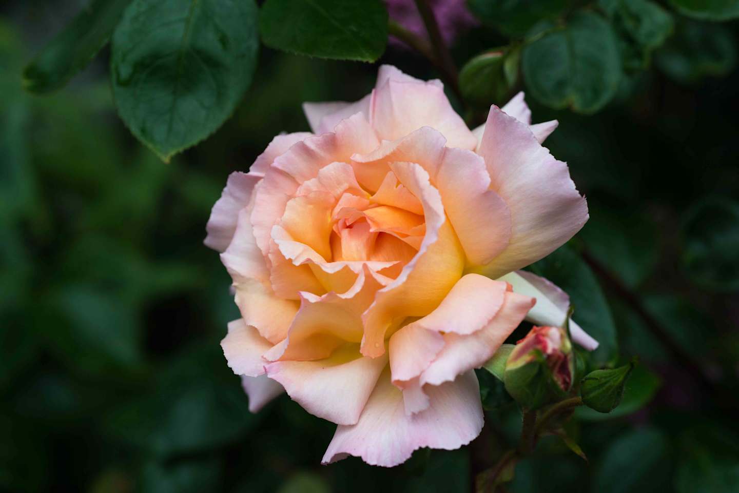 A vibrant, peach-colored rose bloom stands out against a lush, green foliage backdrop.
