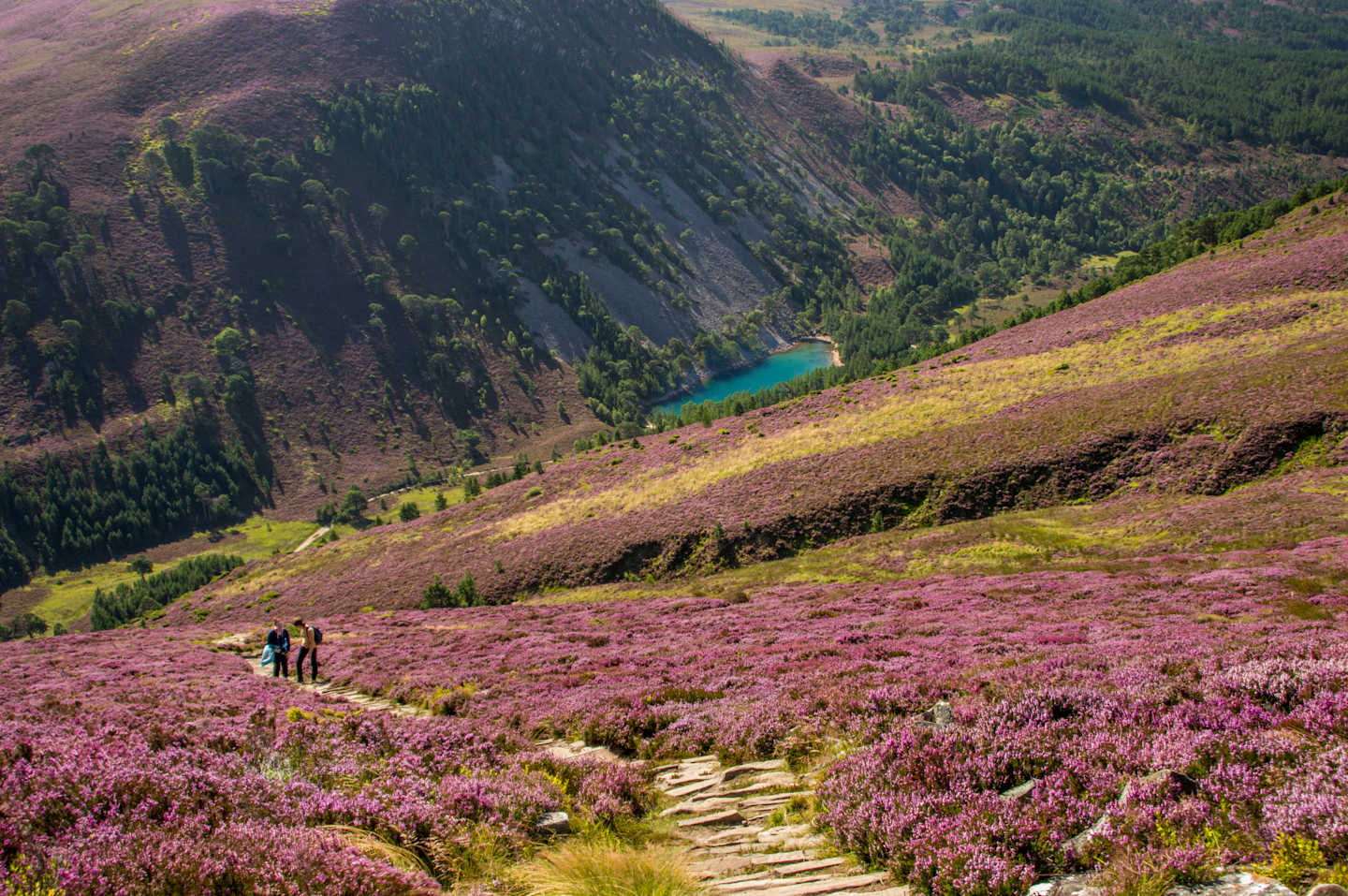 A lush, verdant landscape with a winding path leading through a vibrant field of purple heather, surrounded by towering mountains and a serene lake in the distance.