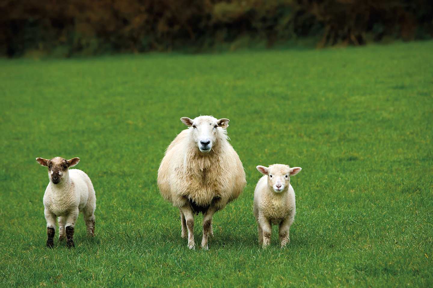 A grassy field with three white sheep standing in the foreground, surrounded by a lush, green background.