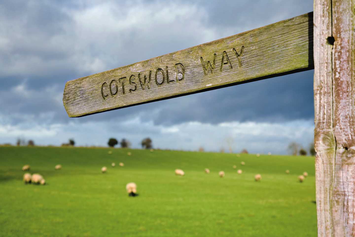 A wooden signpost pointing to the "Cotswolds Way" stands in the foreground, with a lush green field dotted with sheep in the background under a cloudy sky.