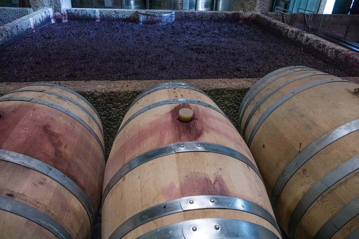 The image shows several large wooden barrels in the foreground, with a grassy area and a building visible in the background.