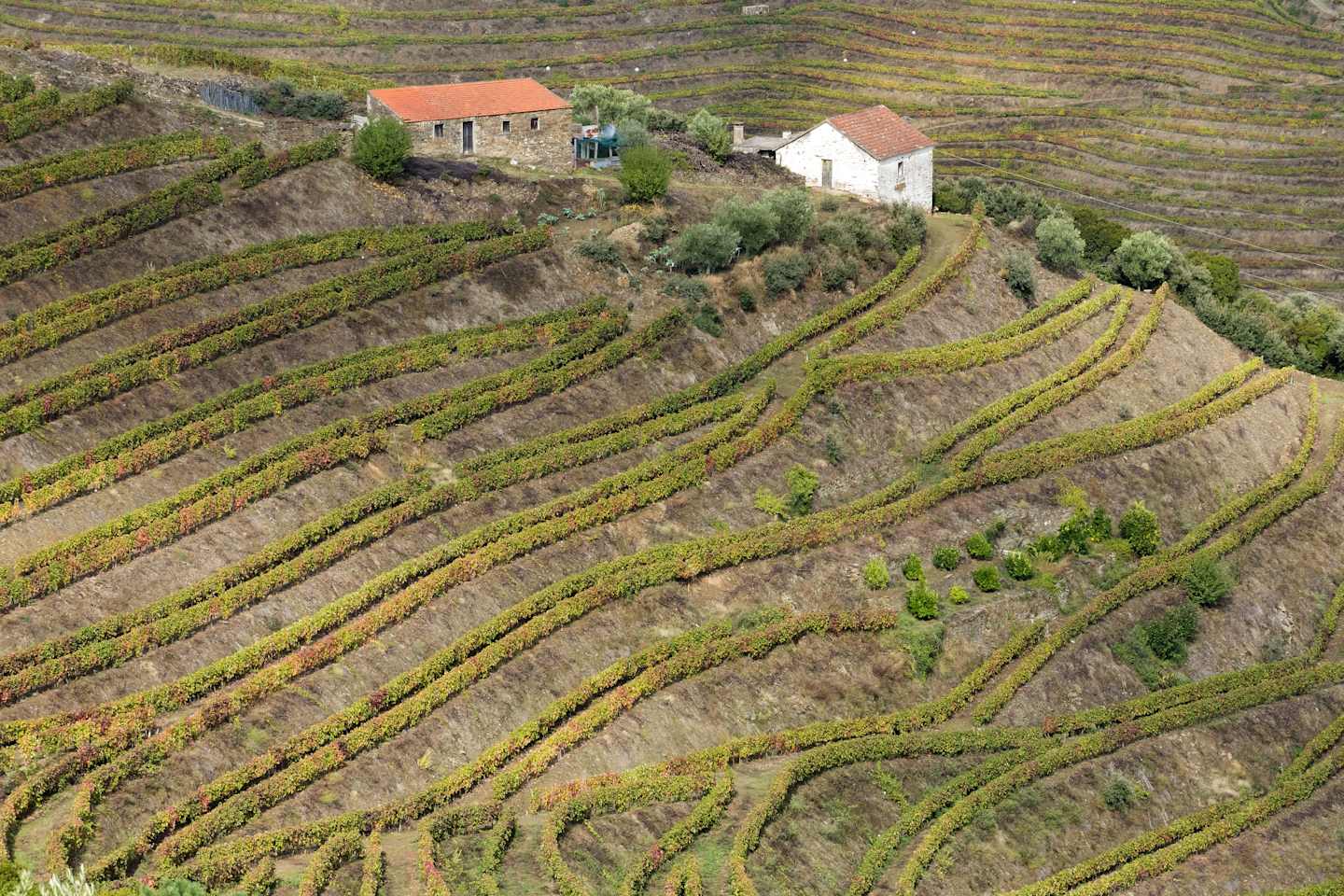 Terraced vineyards with small buildings nestled among the rows, set against a backdrop of rolling hills.