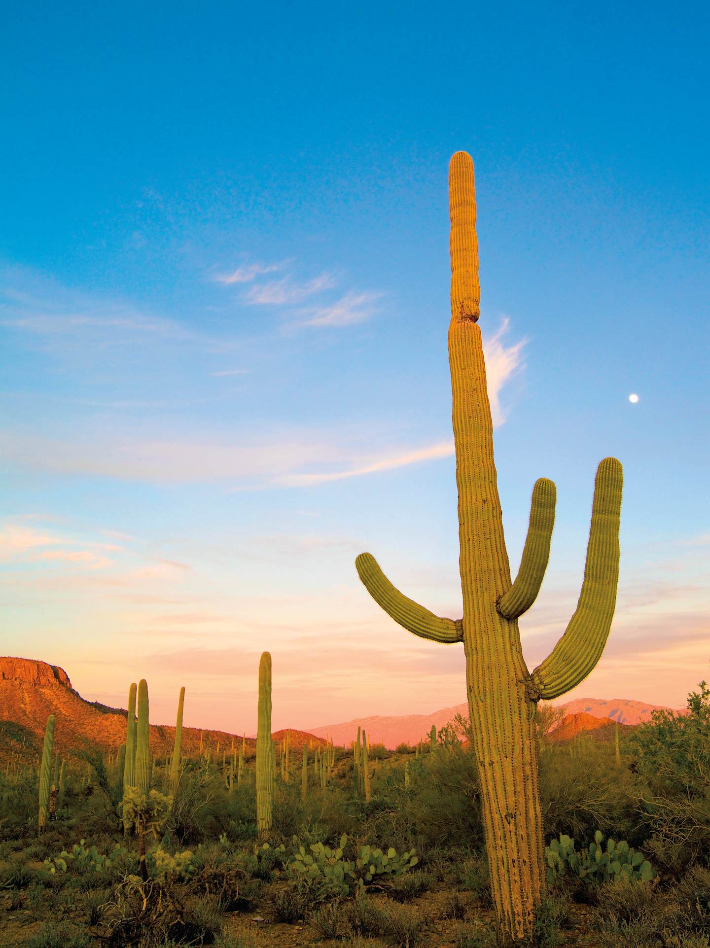 A towering saguaro cactus stands tall against a vibrant desert landscape, with a stunning sunset sky in the background.