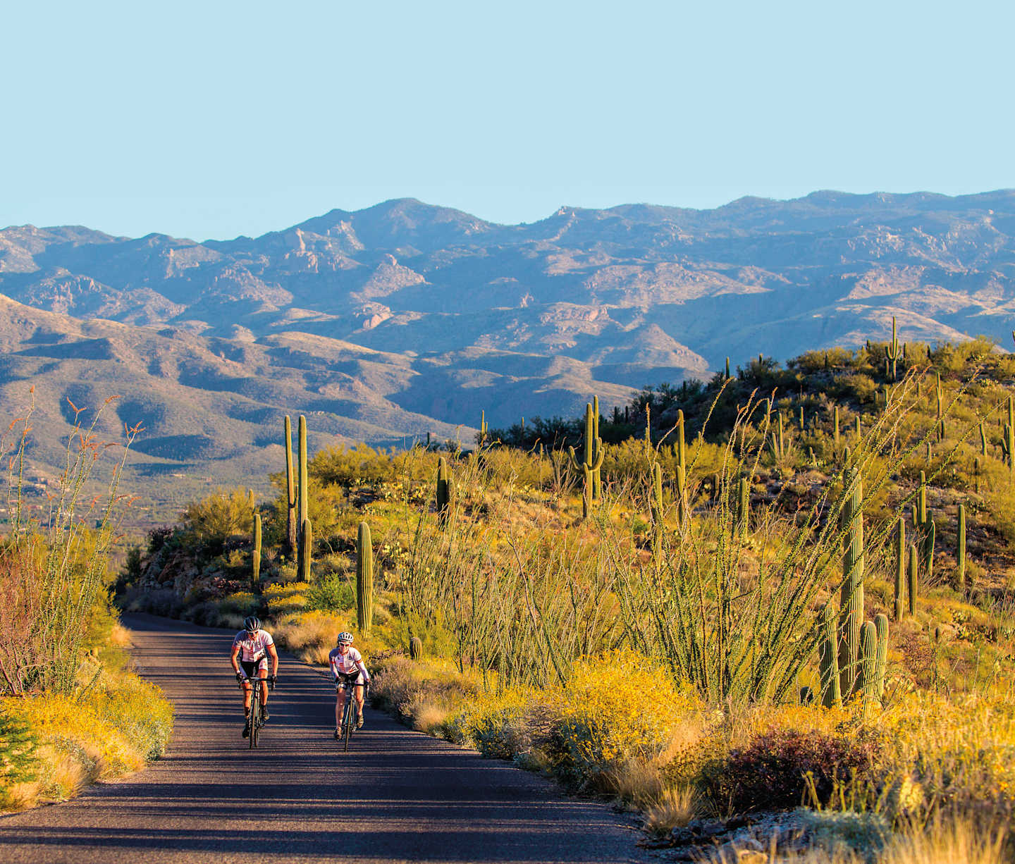 A scenic desert landscape with a winding path leading through a field of yellow flowers, with mountains and a body of water visible in the background.