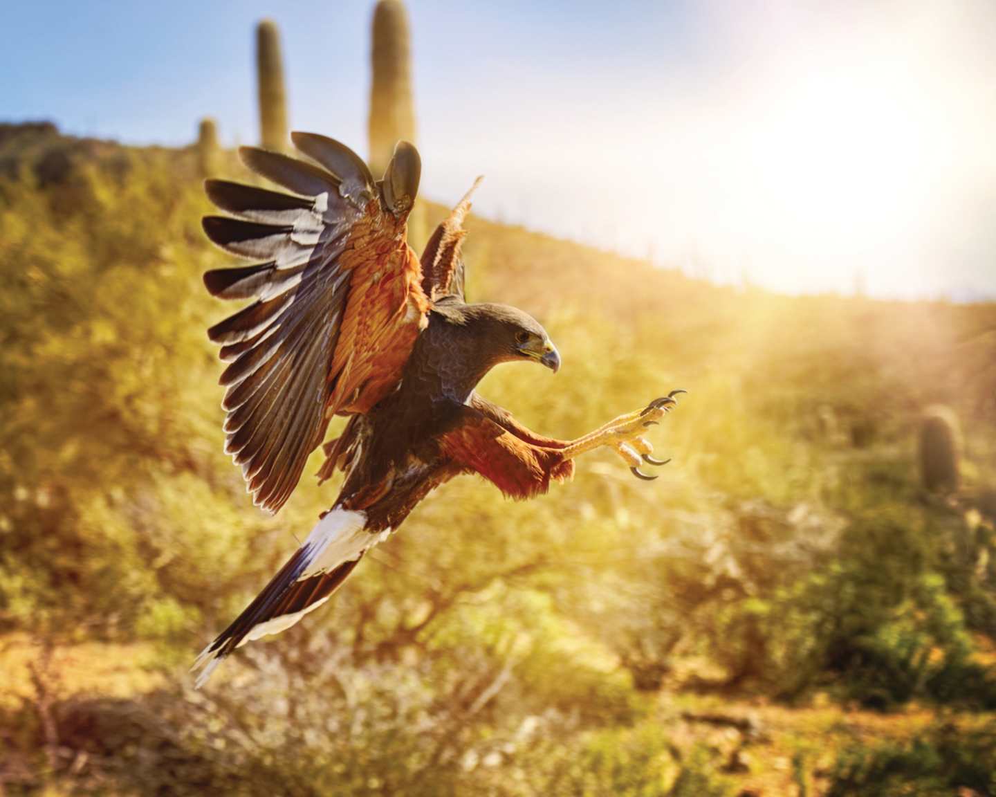 A vibrant red and brown bird with outstretched wings soars against a backdrop of a golden, sun-dappled field and a clear blue sky.