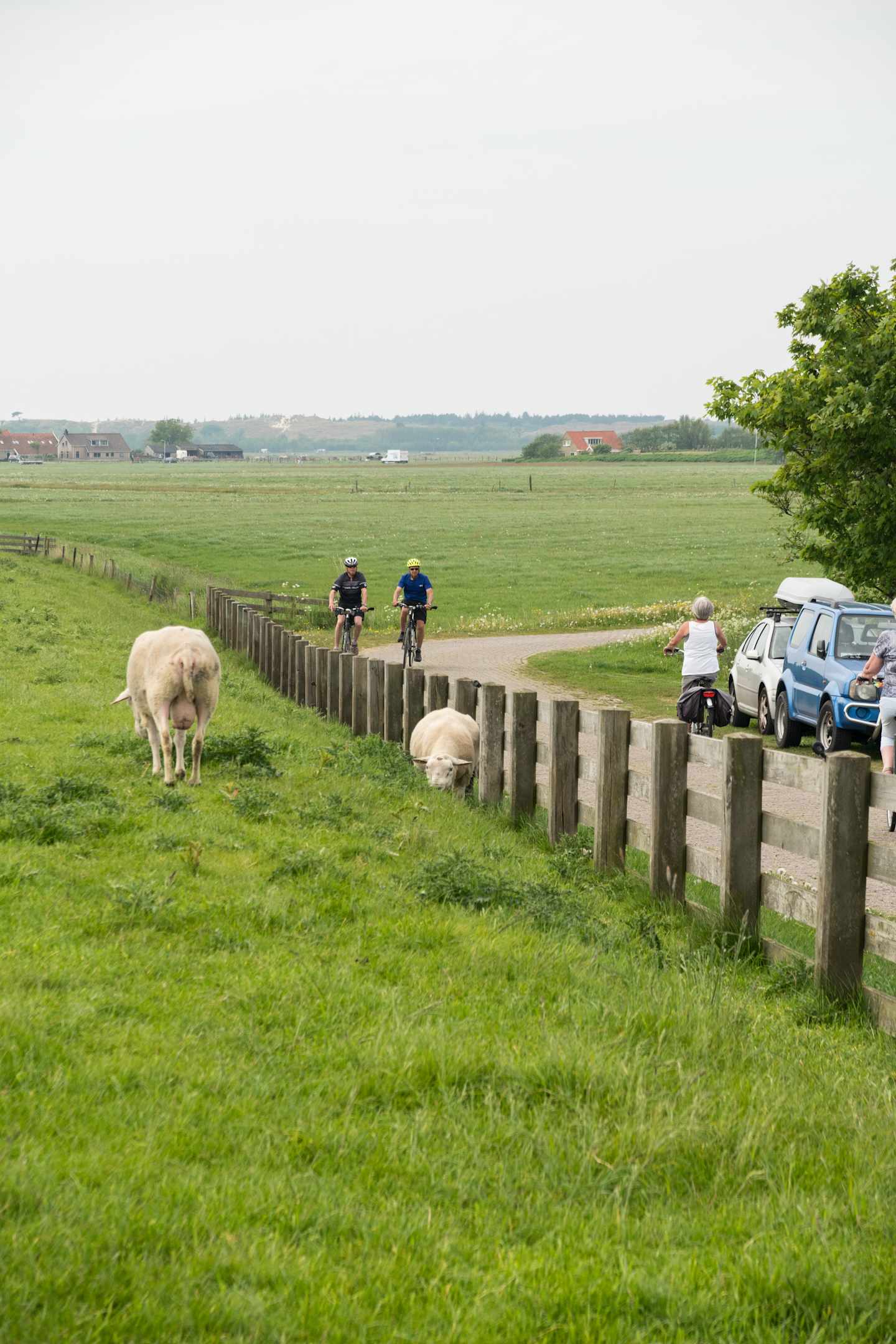 A pastoral scene with a grassy field, wooden fences, and two cyclists in the background, while sheep graze in the foreground.
