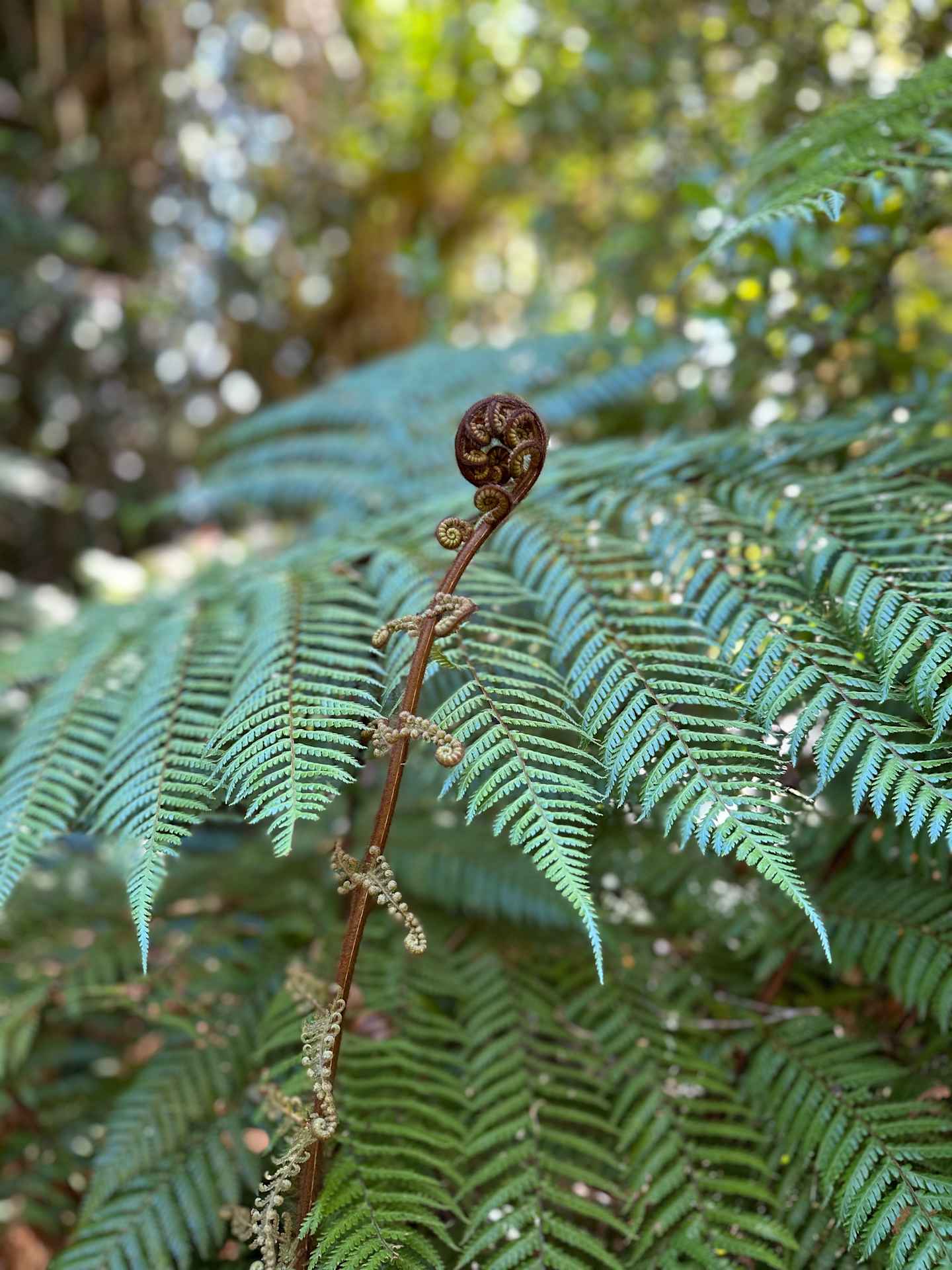 A fern frond with a coiled fiddlehead emerges from the lush, green foliage of the forest background.