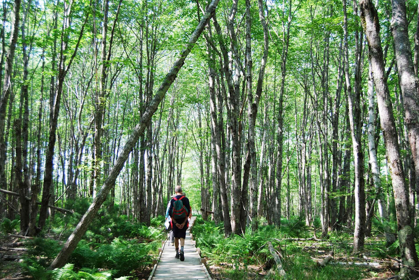 A person walking on a wooden path through a dense, lush green forest with tall, slender trees.