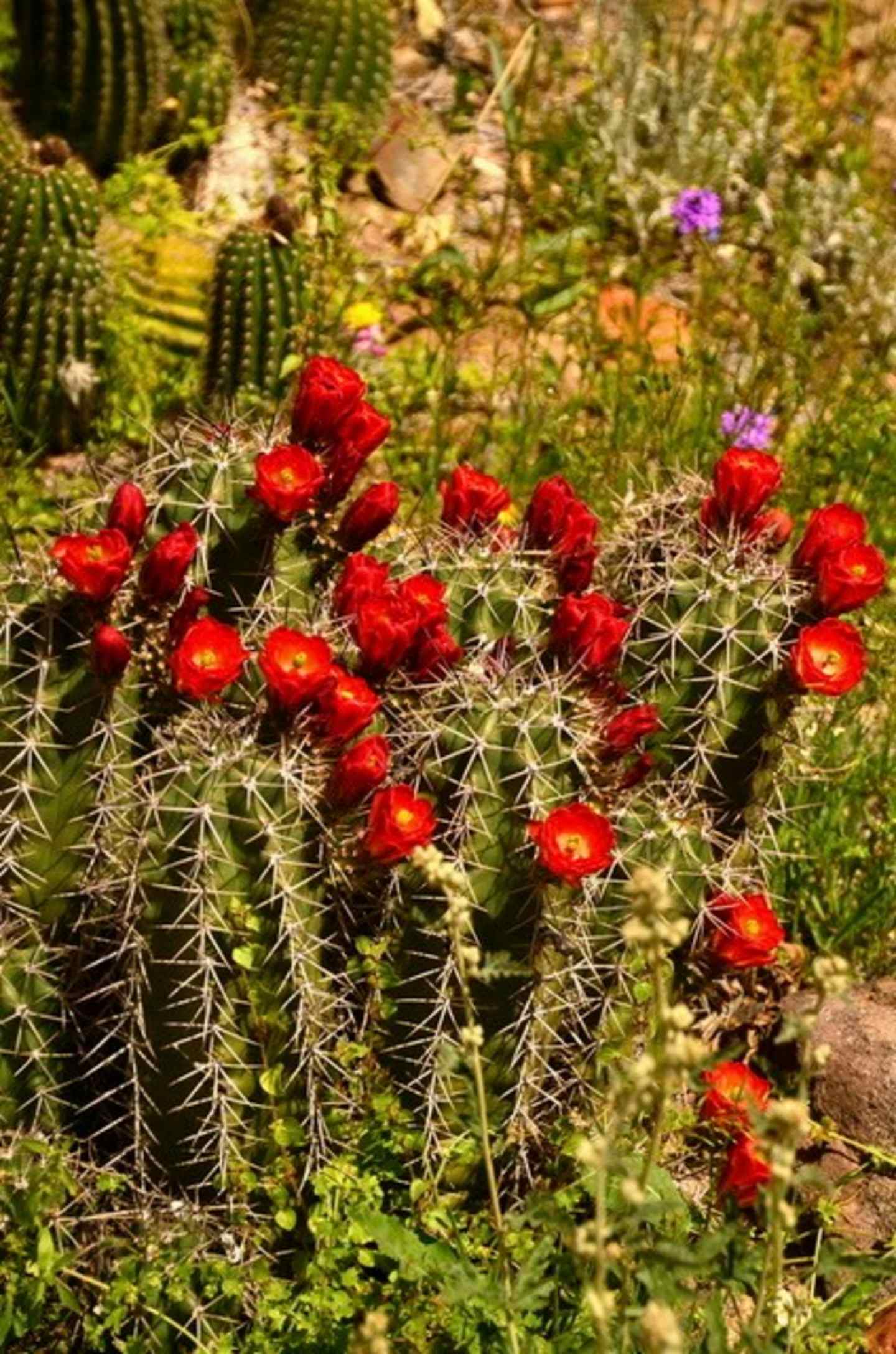 A lush, verdant garden filled with vibrant red cactus flowers nestled among the sharp, green spines, creating a striking contrast against the surrounding foliage.