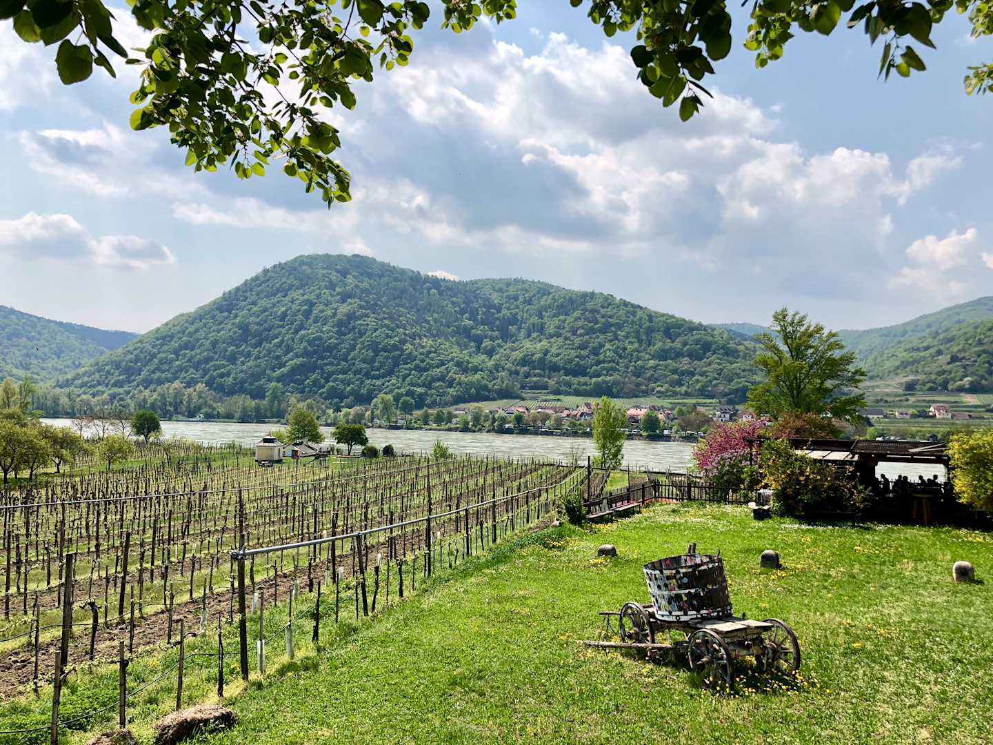 A lush, green vineyard stretches out in the foreground, with rolling hills and mountains rising up in the background under a cloudy sky.