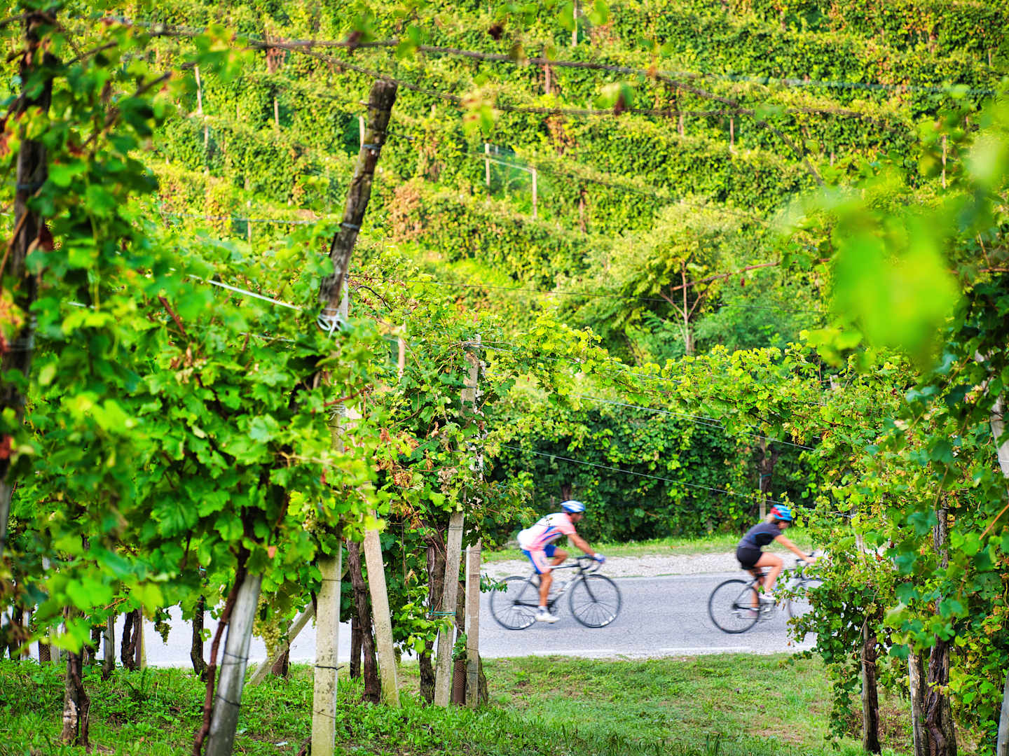 The image depicts a lush, verdant landscape with a winding path where two cyclists are riding their bicycles amidst the surrounding greenery.